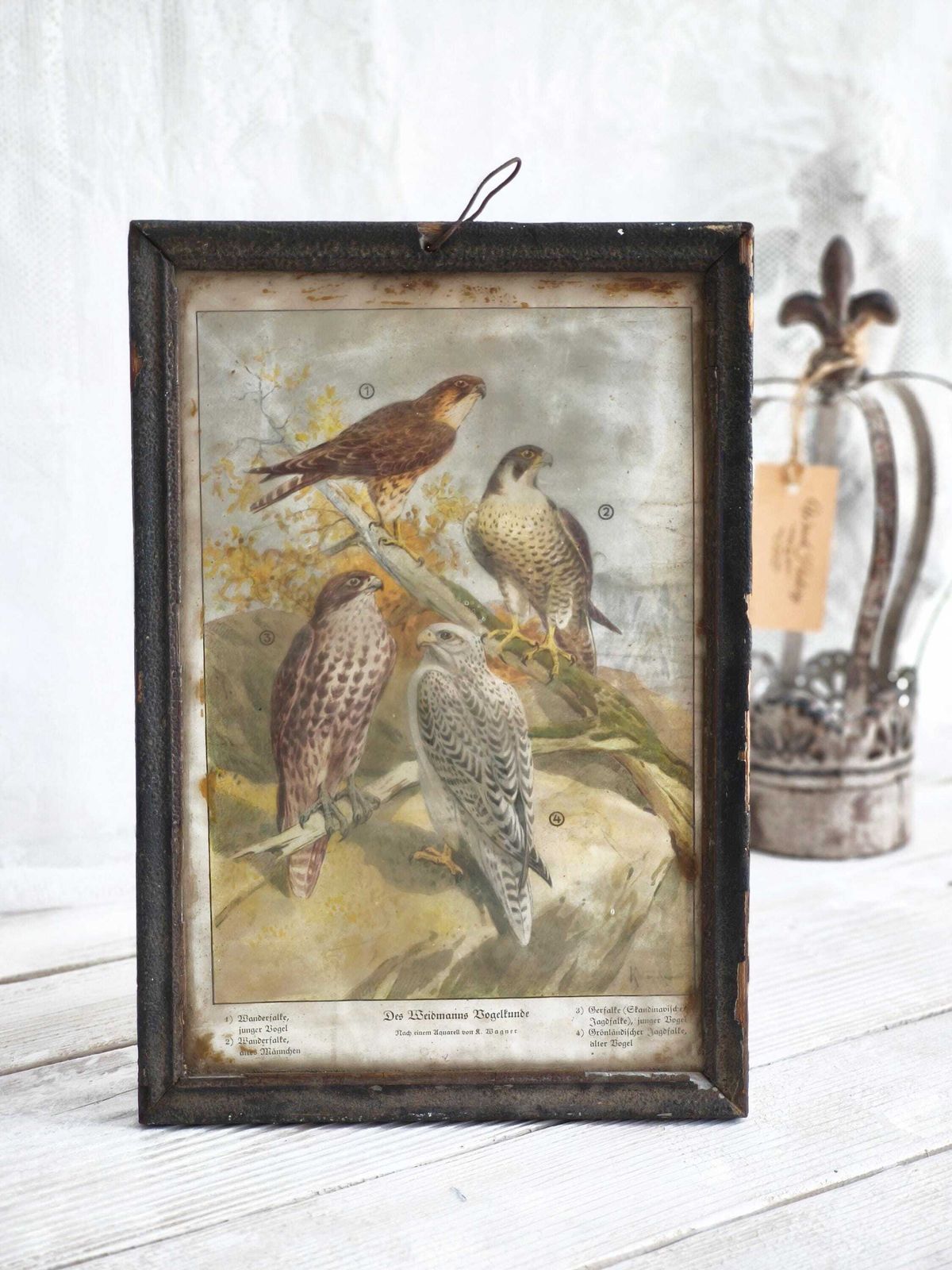 Antieke Prent Roofvogels, Valk Lithografie: Vogelillustratie Jaren 1870, Metalen Lijst