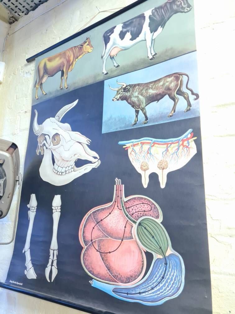 Vintage Educational Chart   Anatomy Cow/Bull By Jung Koch Quentell photo furniture