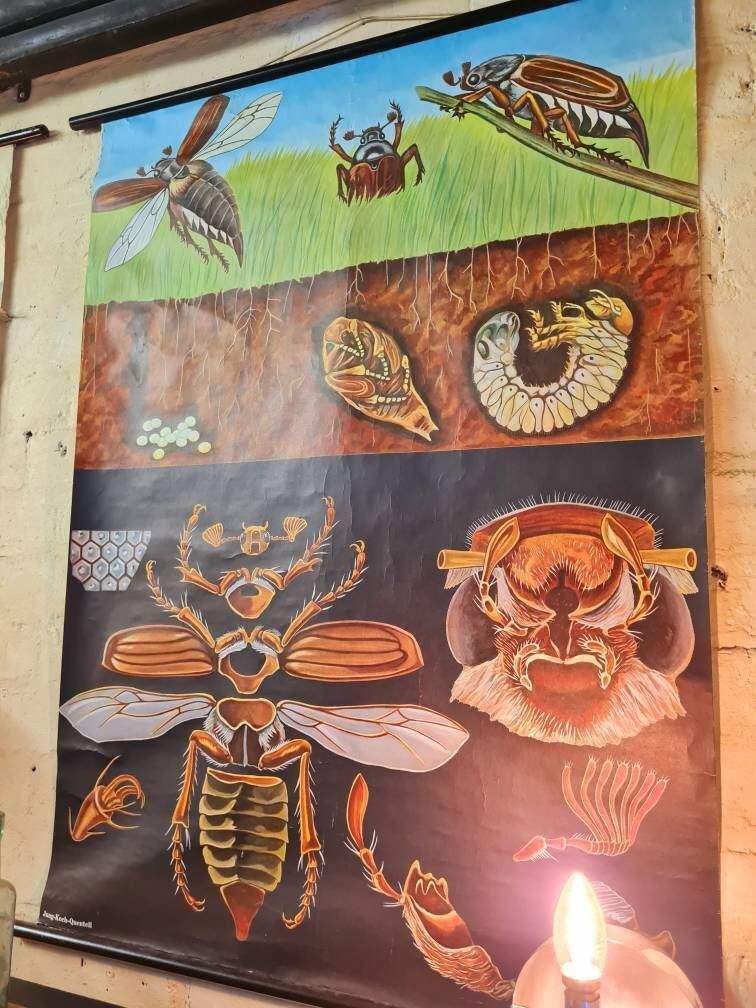 Vintage Educational Chart   Anatomy Of Insect By Jung Koch Quentell. photo furniture
