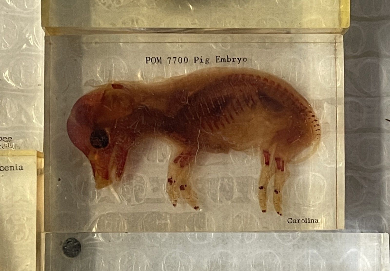 Rare Suite Of Original Natural History Museum Cased In Perspex Specimens photo furniture