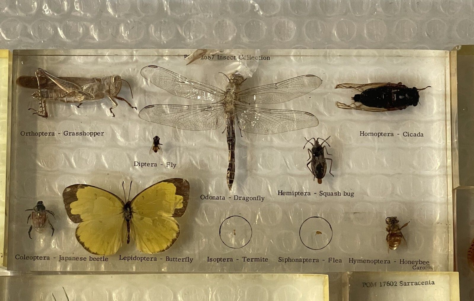Rare Suite Of Original Natural History Museum Cased In Perspex Specimens photo for sale