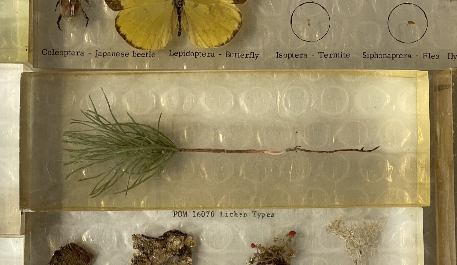 photo for sale Rare Suite Of Original Natural History Museum Cased In Perspex Specimens