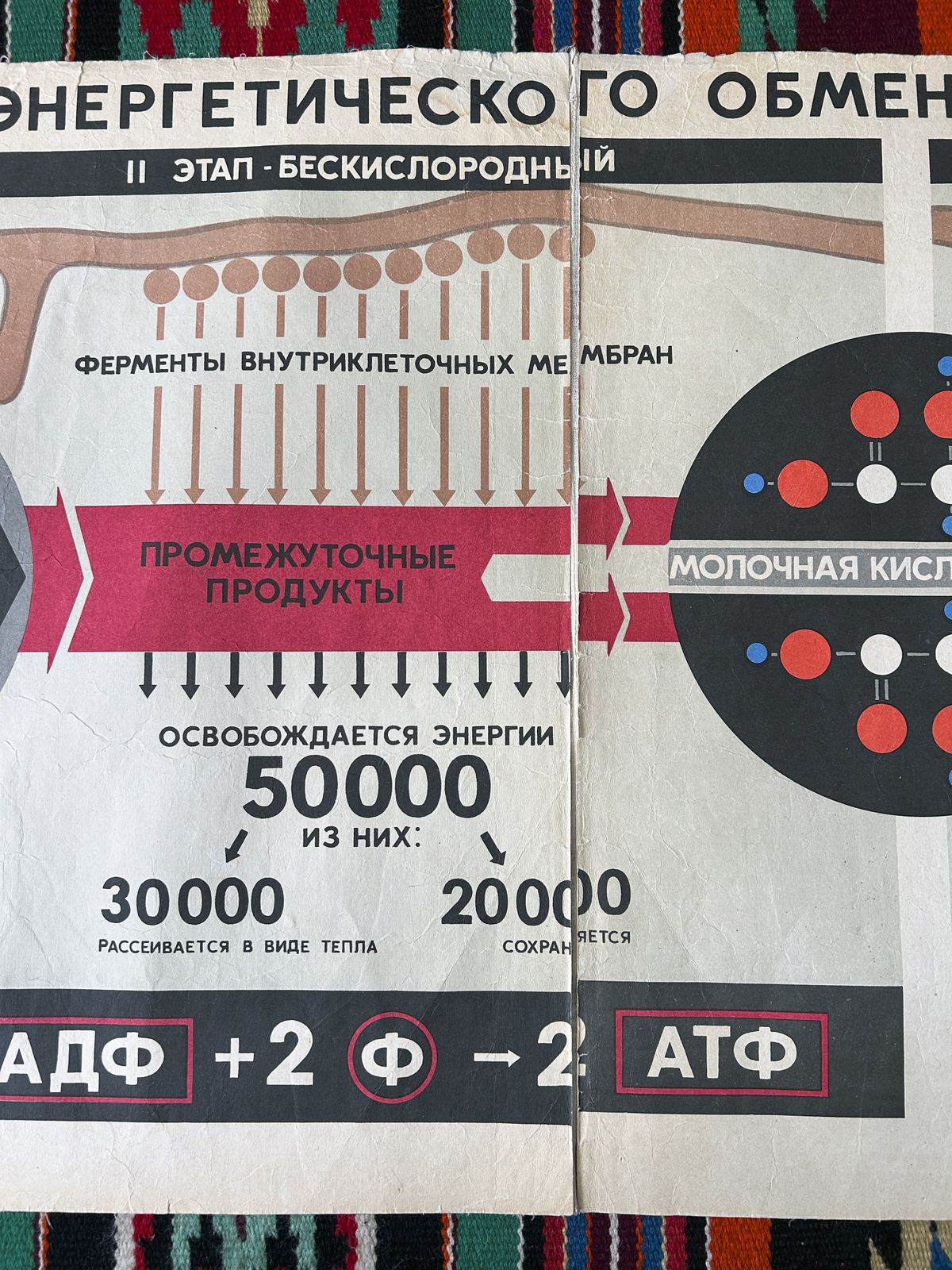 photo furniture 1968 Original Soviet Vintage Large Biology School Chart "Carbohydrate Metabolism" Paper On Linen, Rare Ussr Mid Century Educational Poster