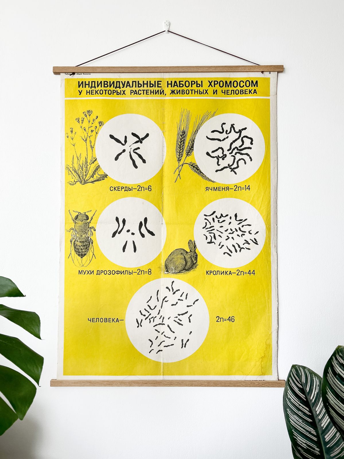 1968 Original Soviet Vintage Biology School Chart "Sets Of Chromosomes In Plants Animals & Humans" Paper On Linen, Ussr Mid Century Botanical Poster
