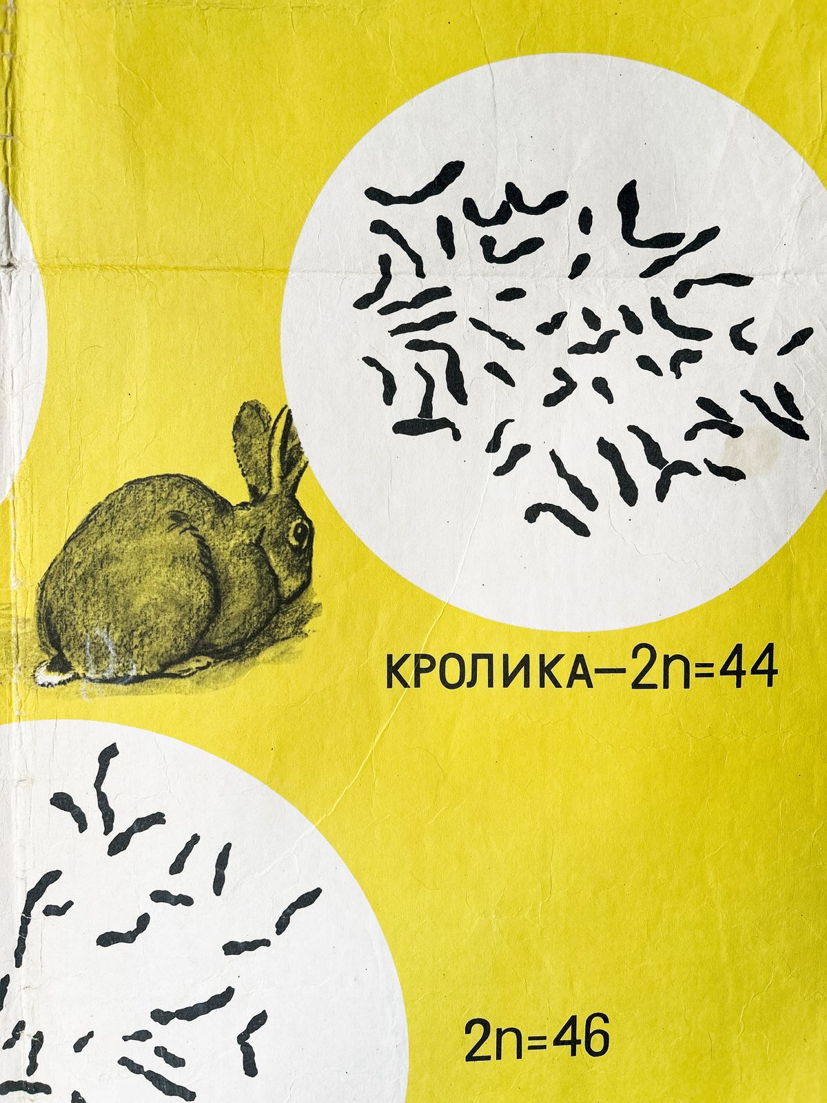 1968 Original Soviet Vintage Biology School Chart "Sets Of Chromosomes In Plants Animals & Humans" Paper On Linen, Ussr Mid Century Botanical Poster photo furniture