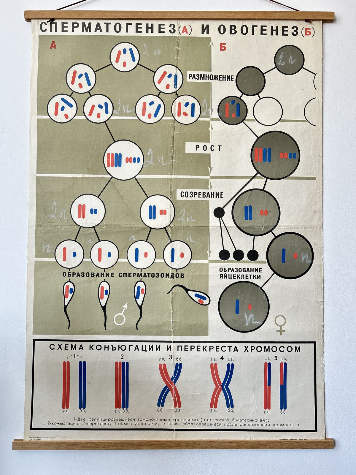 1968 Vintage Large Biology School Chart "Spermatogenesis And Ovogenesis" Paper On Linen, Soviet Mid Century Original Educational Poster photo furniture