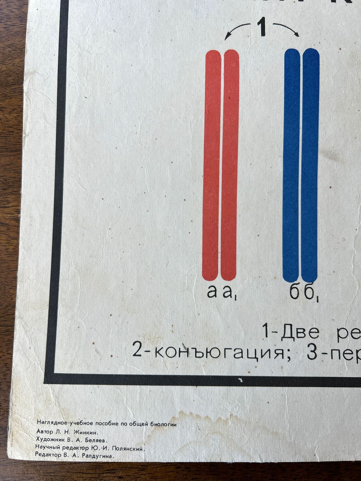 photo for sale 1968 Vintage Large Biology School Chart "Spermatogenesis And Ovogenesis" Paper On Linen, Soviet Mid Century Original Educational Poster