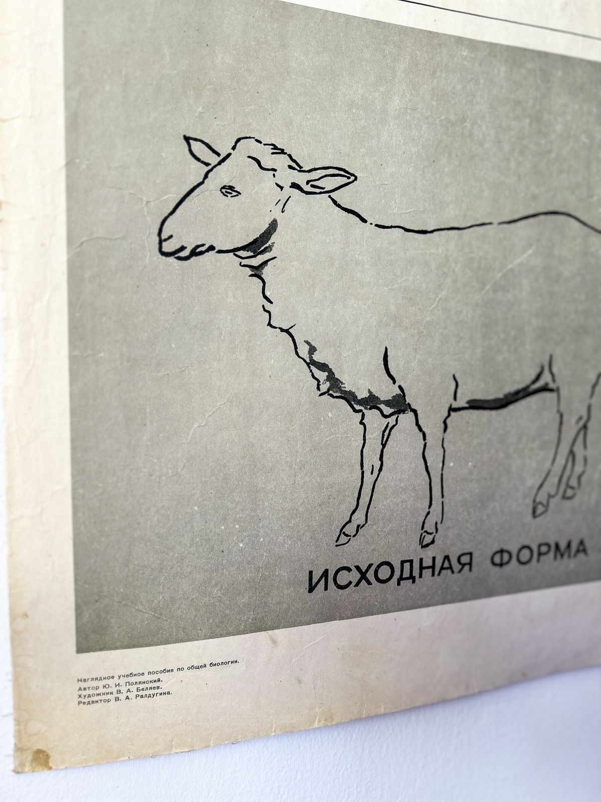 1968 "Mutations In Animals " Original Soviet Vintage Biology School Chart, Paper On Linen, Ussr Mid Century Educational Poster: Sheep, Flies, Beetle photo for sale