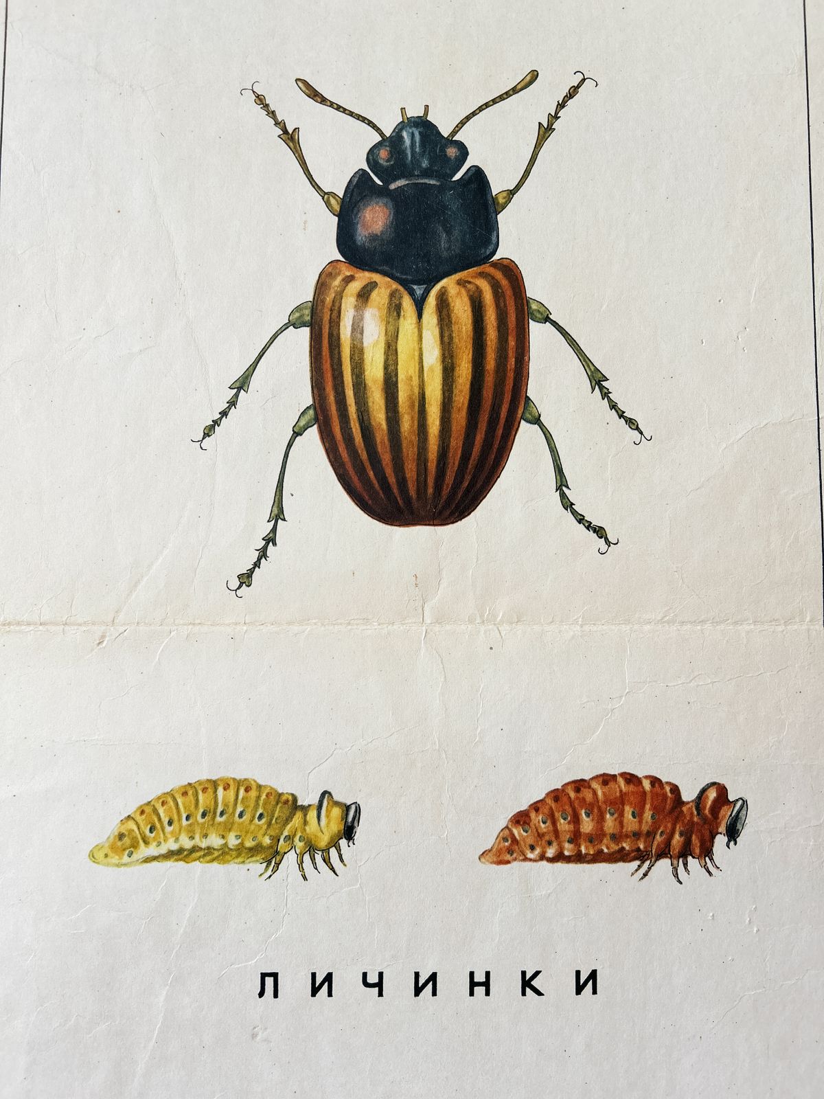 1968 "Mutations In Animals " Original Soviet Vintage Biology School Chart, Paper On Linen, Ussr Mid Century Educational Poster: Sheep, Flies, Beetle photo 122.0