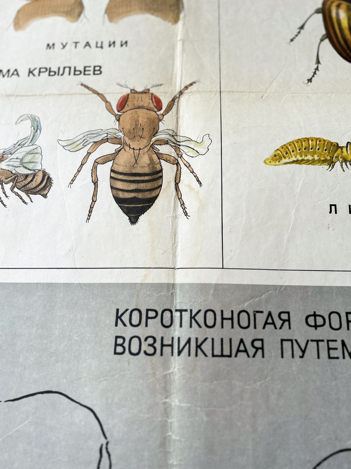 1968 "Mutations In Animals " Original Soviet Vintage Biology School Chart, Paper On Linen, Ussr Mid Century Educational Poster: Sheep, Flies, Beetle photo vintage