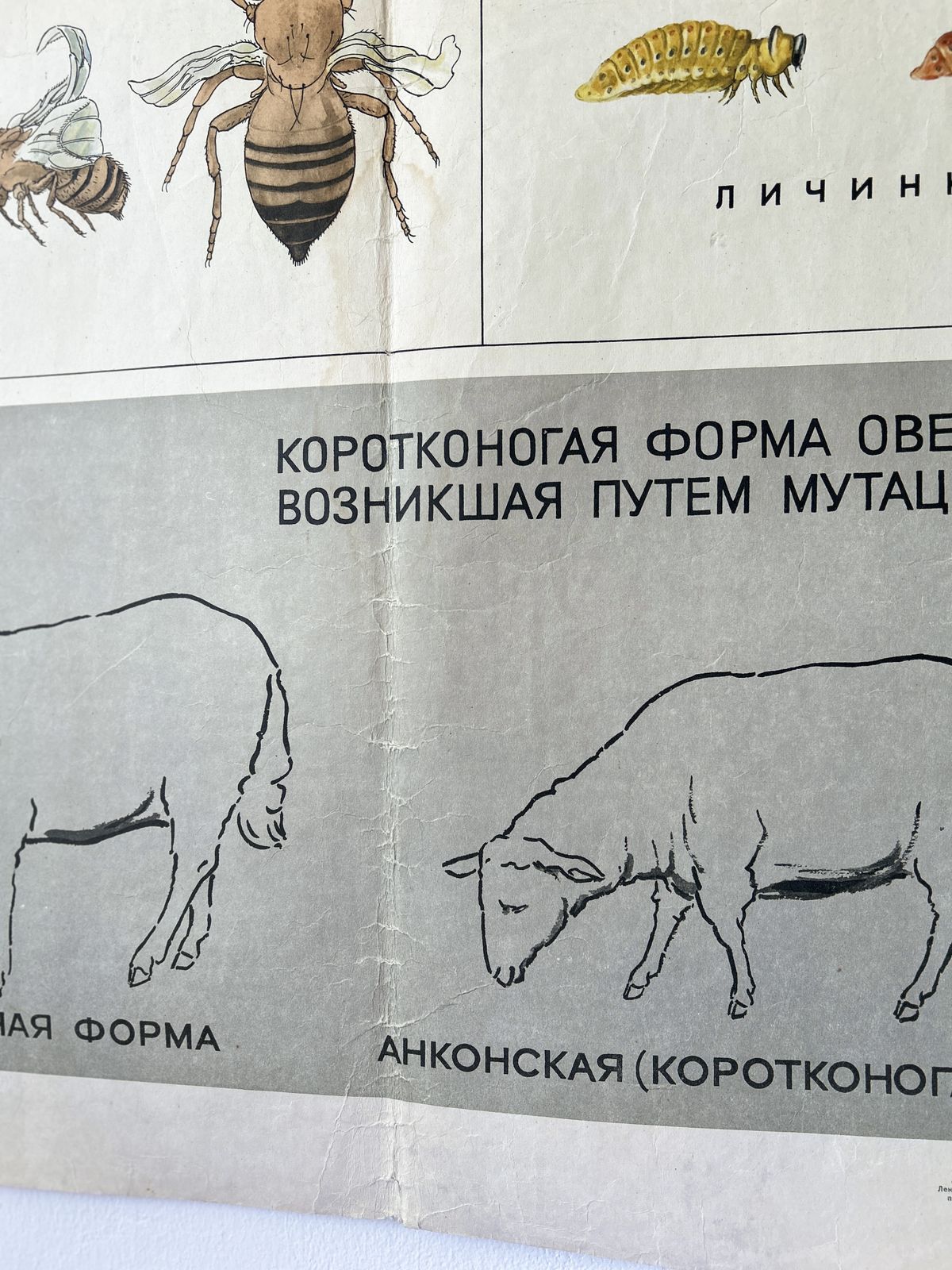 photo for sale 1968 "Mutations In Animals " Original Soviet Vintage Biology School Chart, Paper On Linen, Ussr Mid Century Educational Poster: Sheep, Flies, Beetle