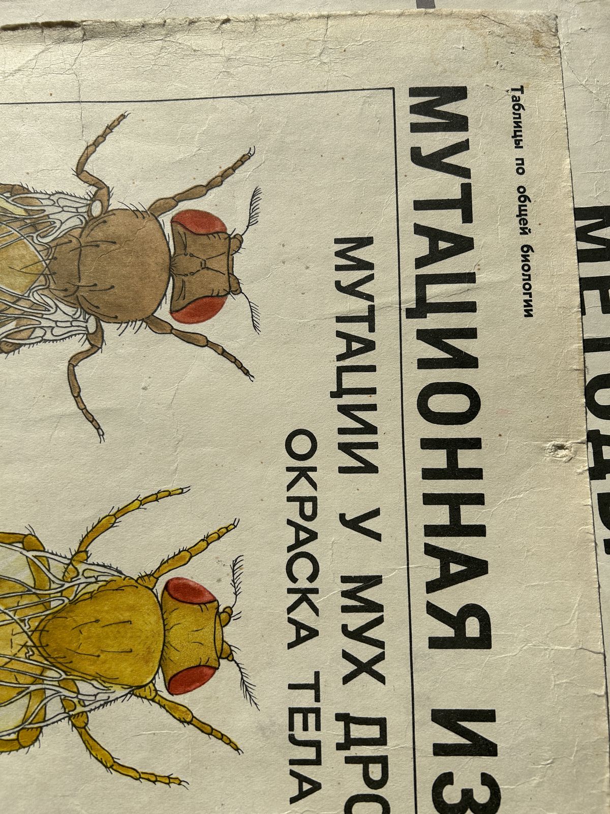 photo buy 1968 "Mutations In Animals " Original Soviet Vintage Biology School Chart, Paper On Linen, Ussr Mid Century Educational Poster: Sheep, Flies, Beetle