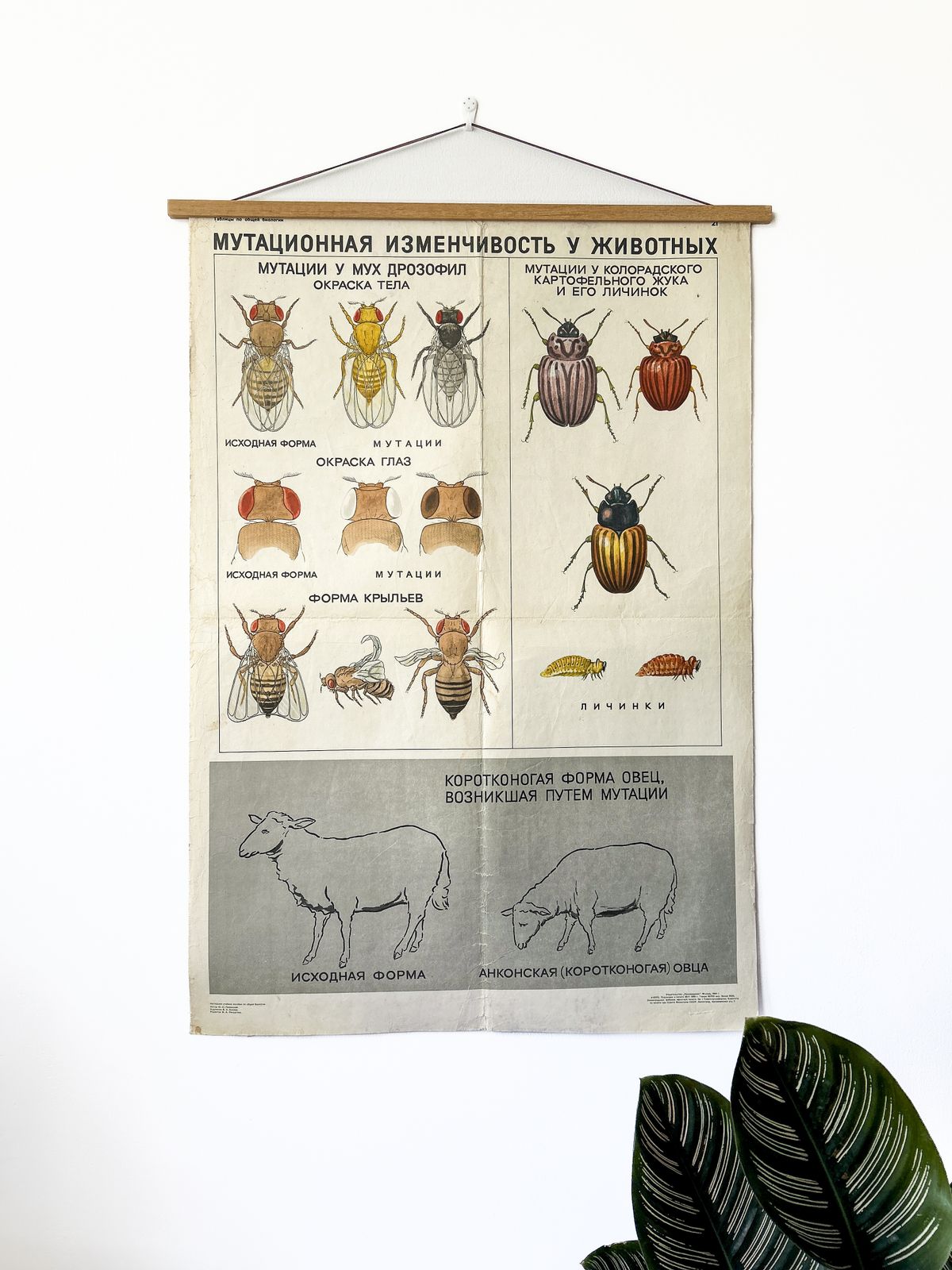 photo vintage 1968 "Mutations In Animals " Original Soviet Vintage Biology School Chart, Paper On Linen, Ussr Mid Century Educational Poster: Sheep, Flies, Beetle