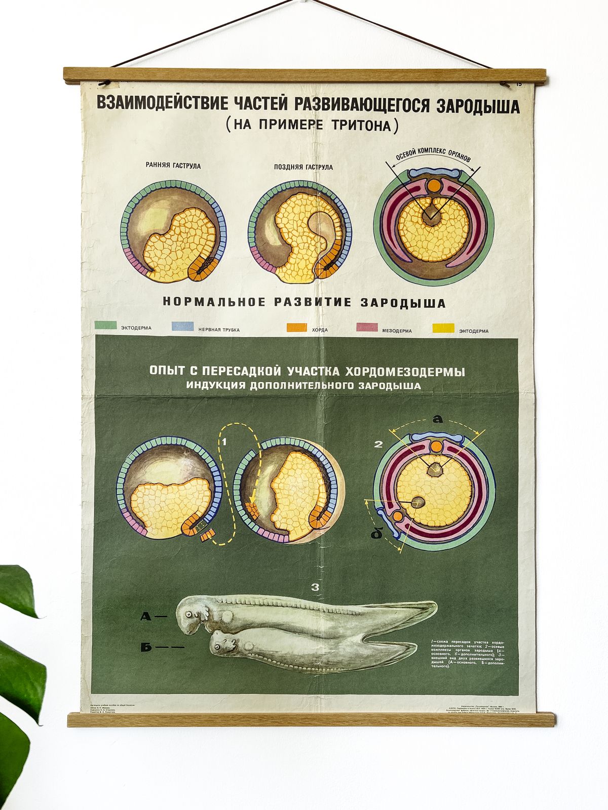 1968 Soviet Biology School Chart "Interaction Of Parts Of A Developing Embryo On Example Of Triton" Paper On Linen, Original Ussr Mid Century Educational Poster