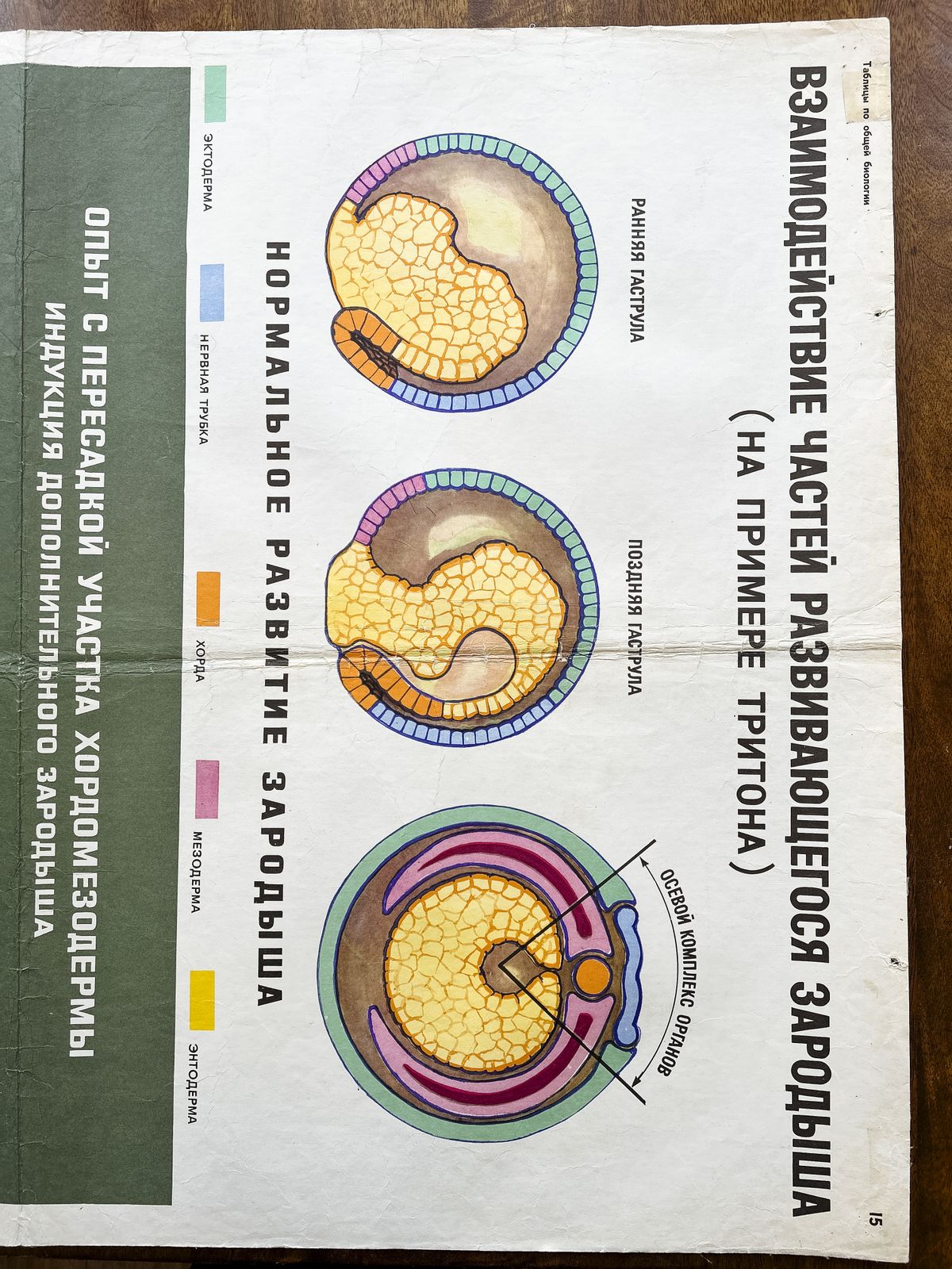 122.0 1968 Soviet Biology School Chart "Interaction Of Parts Of A Developing Embryo On Example Of Triton" Paper On Linen, Original Ussr Mid Century Educational Poster photo