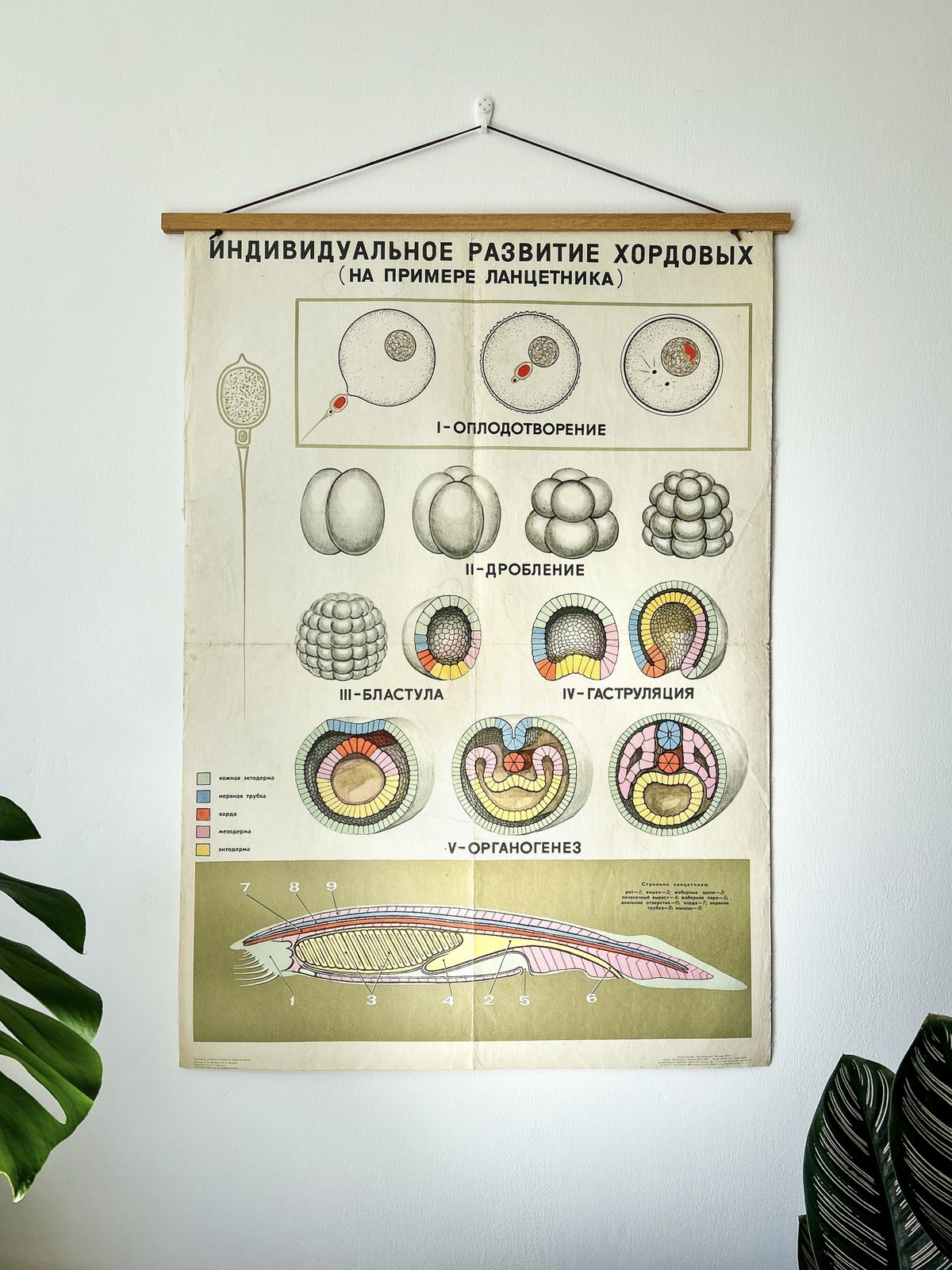1968 Original Soviet Biology School Chart "Individual Development Of Chordates, Lancet" Paper On Linen, Ussr Mid Century Poster