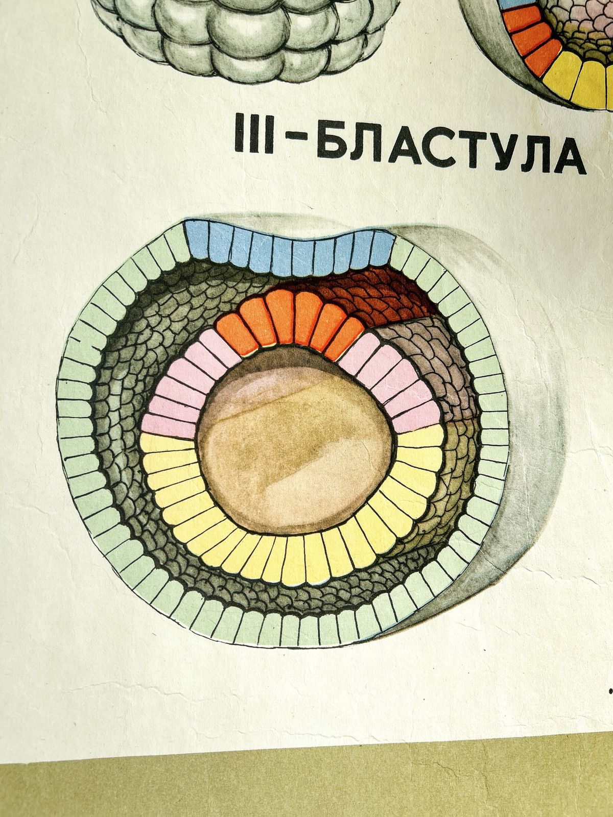 1968 Original Soviet Biology School Chart "Individual Development Of Chordates, Lancet" Paper On Linen, Ussr Mid Century Poster photo furniture