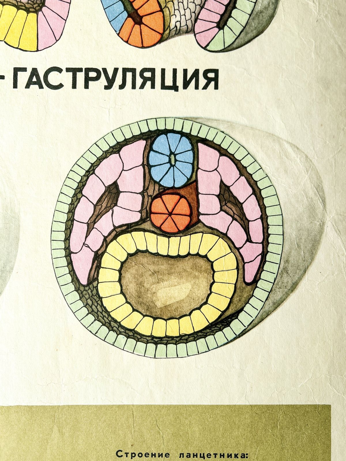1968 Original Soviet Biology School Chart "Individual Development Of Chordates, Lancet" Paper On Linen, Ussr Mid Century Poster photo 110.0