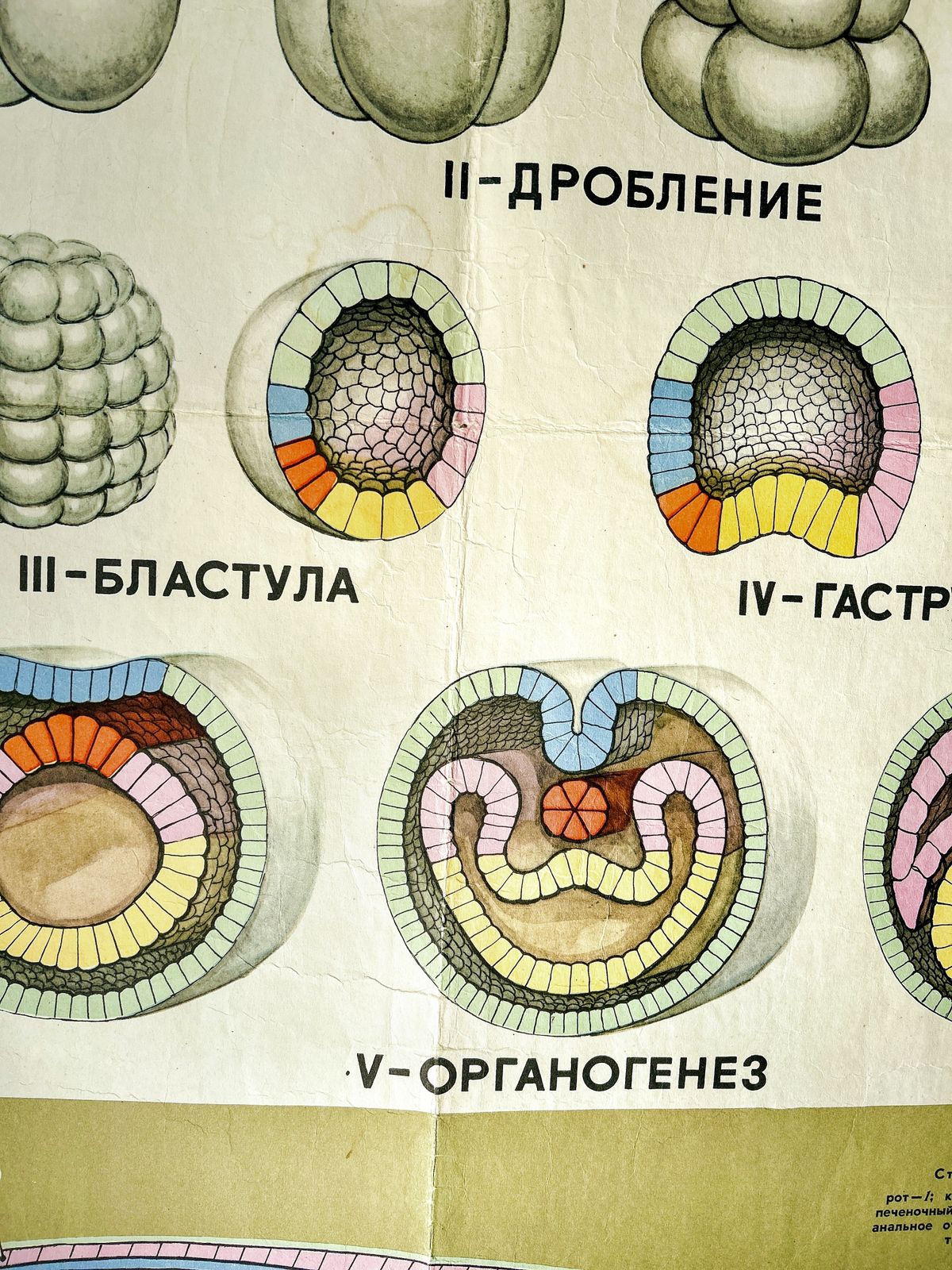 photo vintage 1968 Original Soviet Biology School Chart "Individual Development Of Chordates, Lancet" Paper On Linen, Ussr Mid Century Poster