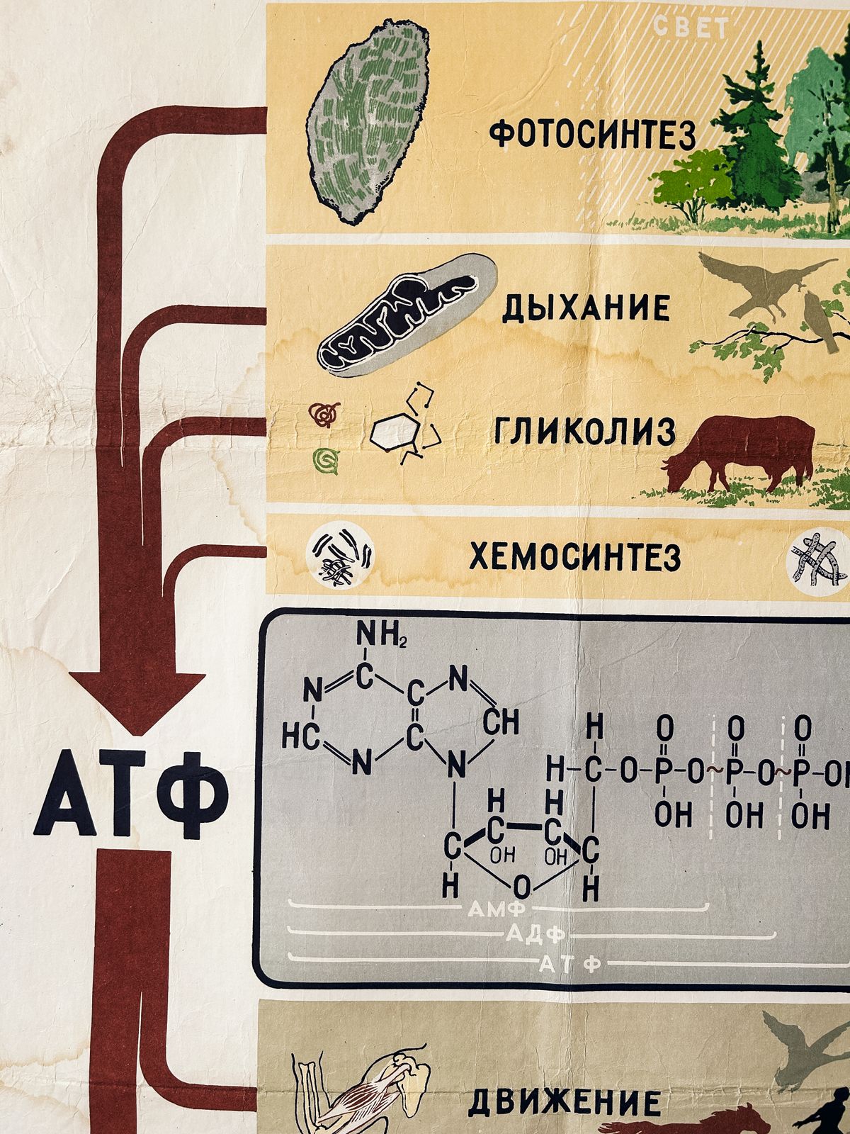 photo furniture 1978 Original Soviet Vintage Biology School Chart "Energy Supply Of The Cell" Paper On Linen, Ussr Mid Century Educational Poster: Animals & Plants