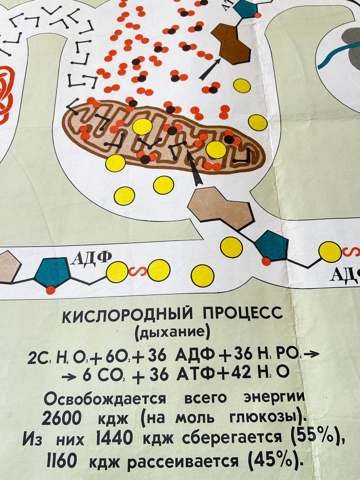 1978 Original Soviet Vintage Biology School Chart "Carbohydrate Metabolism" Paper On Linen, Ussr Mid Century Educational Poster photo buy