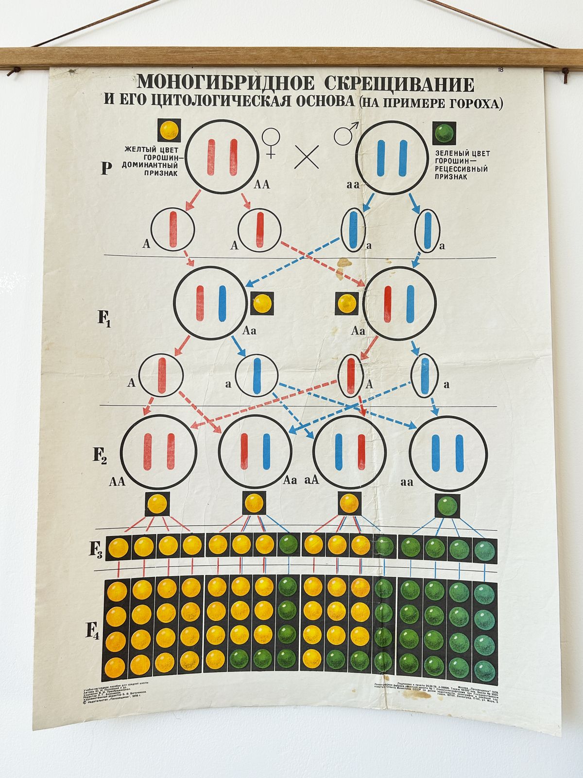 1978 Original Soviet Vintage Biology School Chart "Monohybrid Cross In Pea Plants" Paper On Linen, Ussr Educational Diagram photo furniture