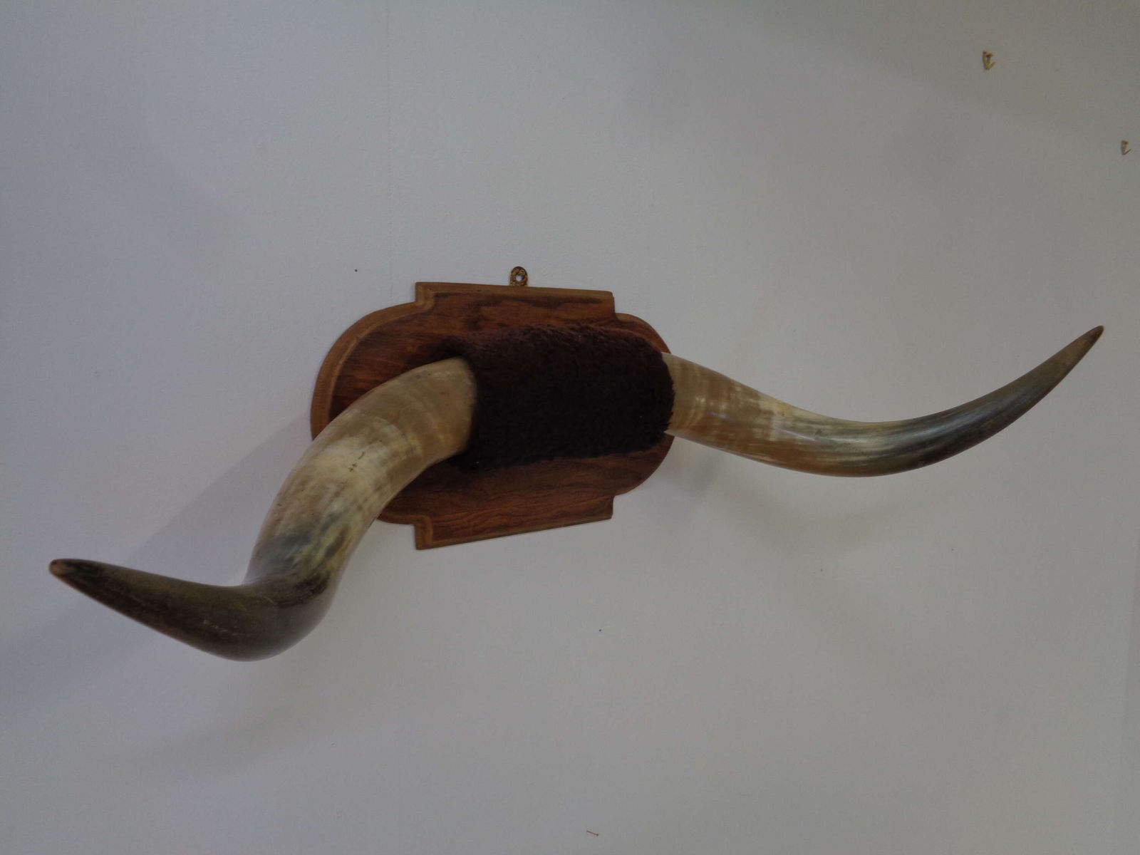 Mounted Taxidermy Cattle Horns photo Home Decor