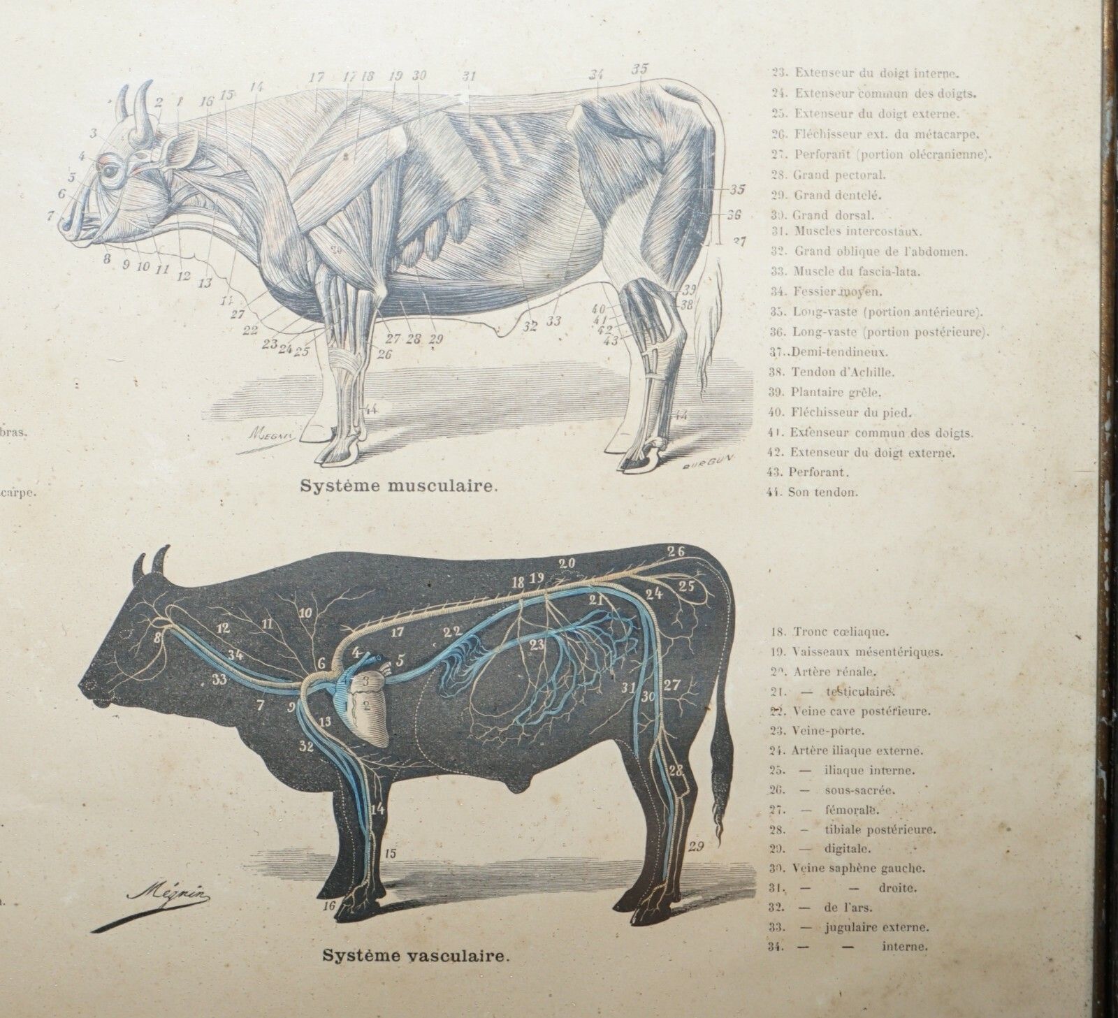 photo furniture Antique French Print Of Basic Anatomy Of Handling And Butcher Cuts Of Beef