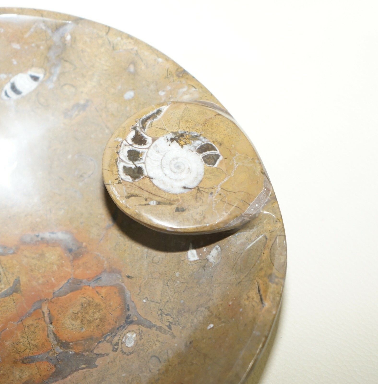 1 Of 4 Very Rare Moroccan Ammonite Atlas Mountains Fossil Bowls Marble Finish photo 225.0