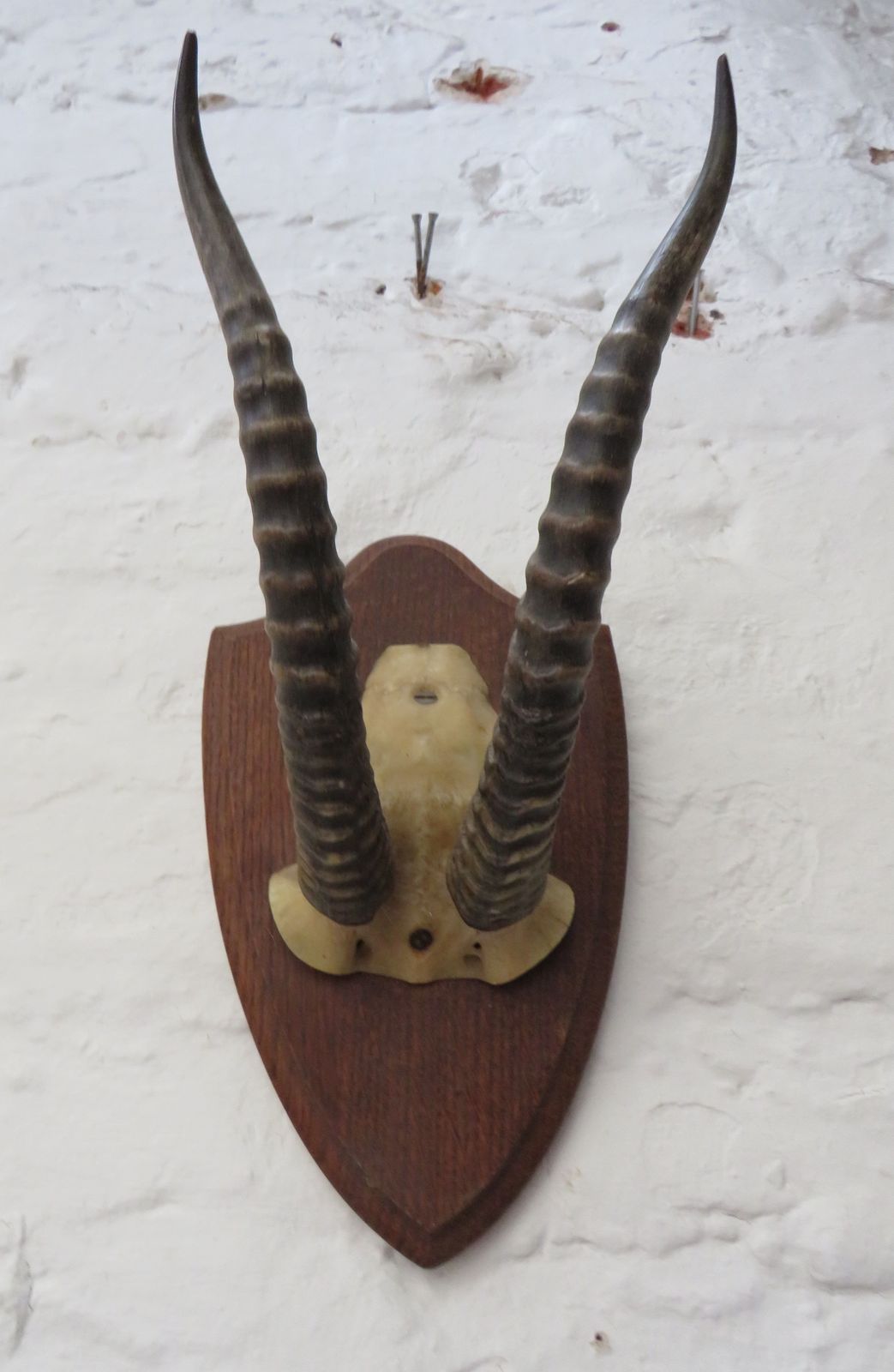 Decorative Taxidermy Mounted Antelope Antlers photo vinterior