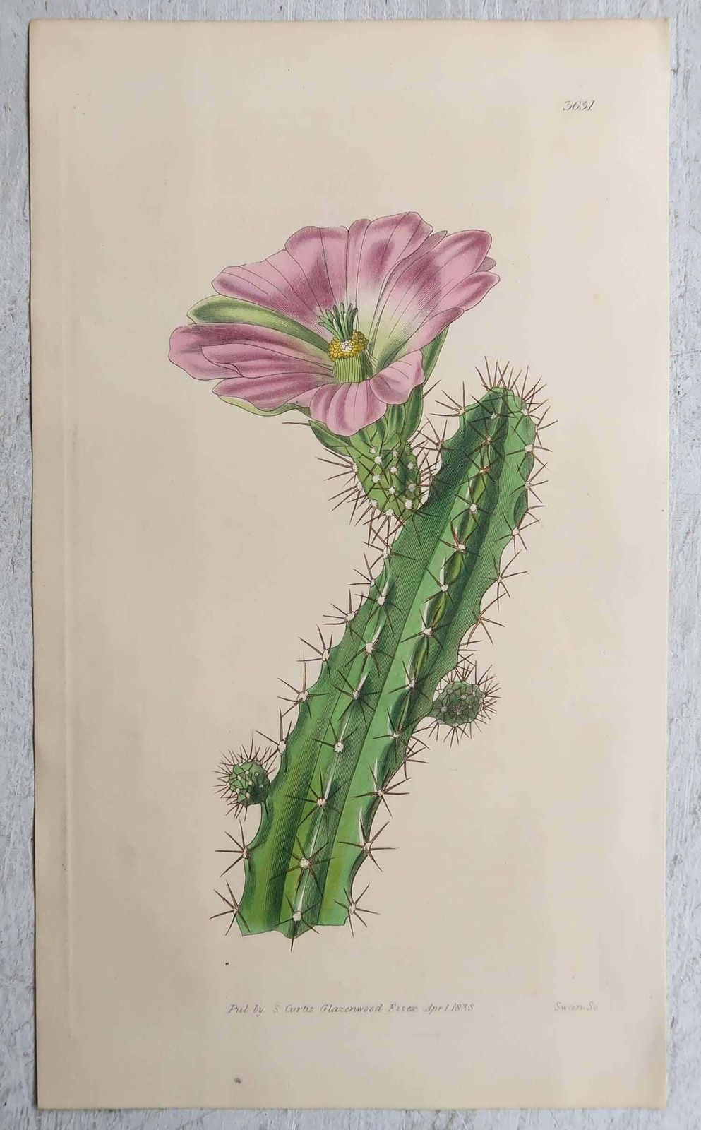 Set Of 8 Original Antique Botanical Prints  Cactus. Dated 1837 photo buy