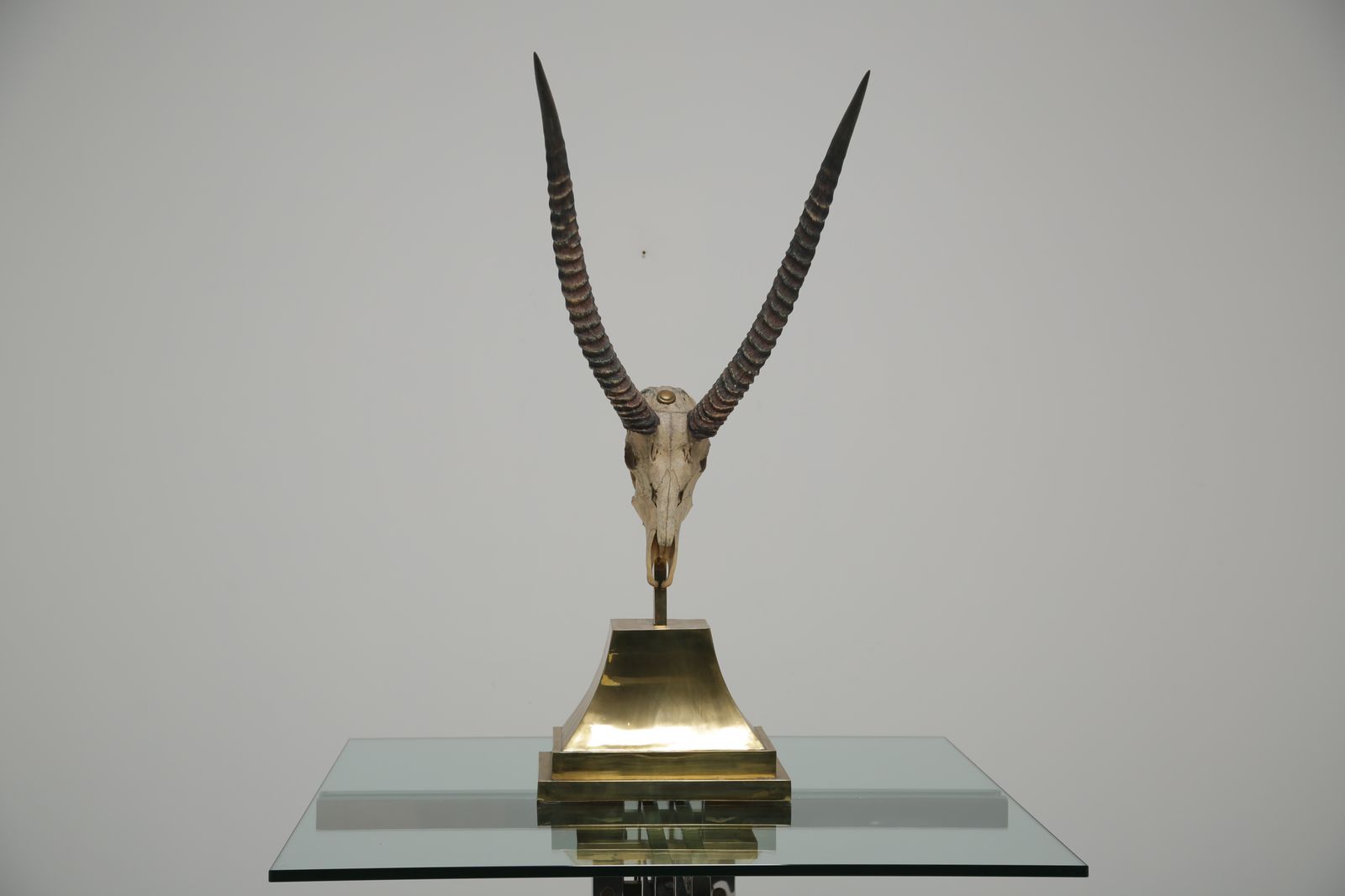 Taxidermy Study Of An African Gazelle With Antlers By Anthony Redmile, London, 1970s. photo Home Decor