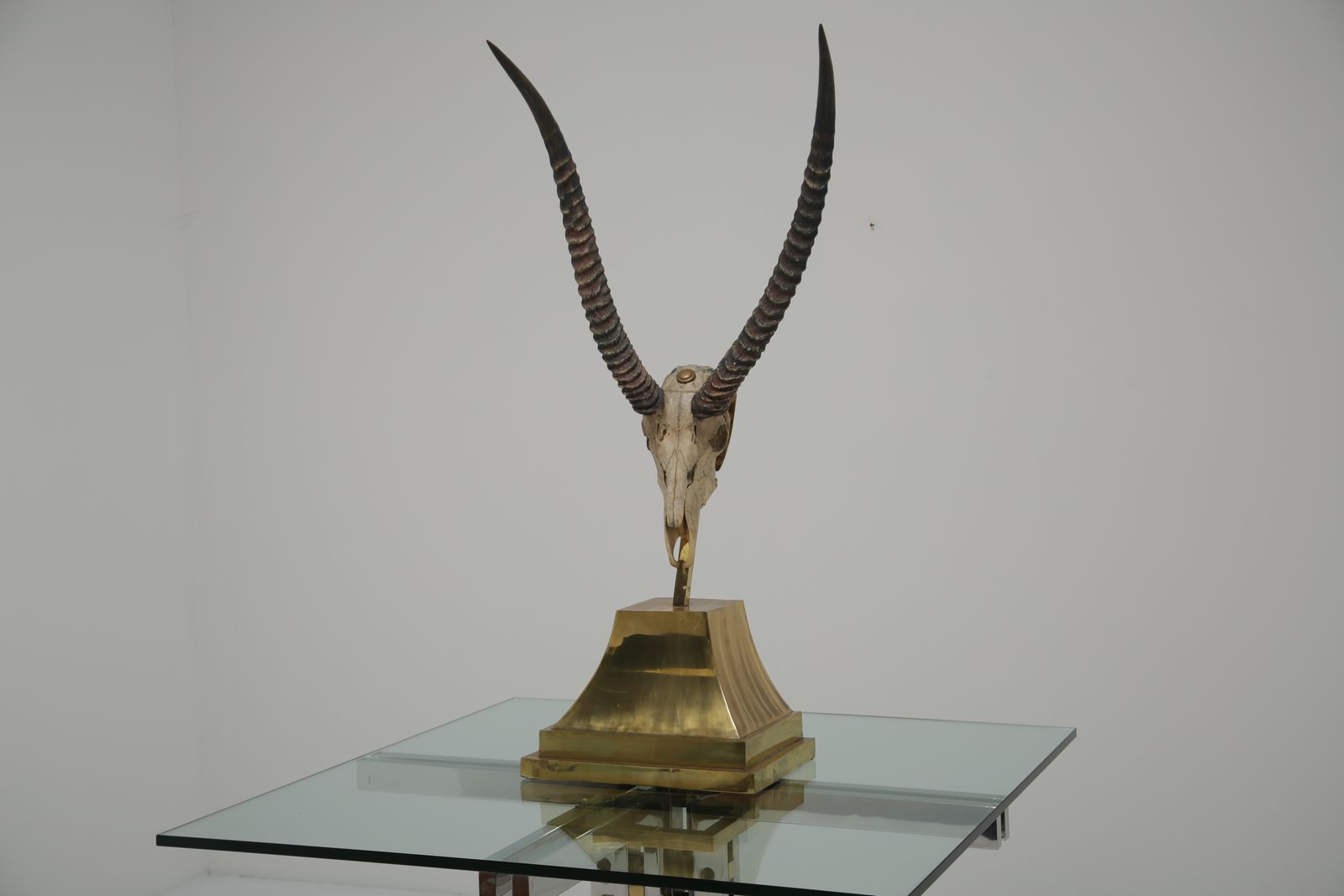 photo buy Taxidermy Study Of An African Gazelle With Antlers By Anthony Redmile, London, 1970s.