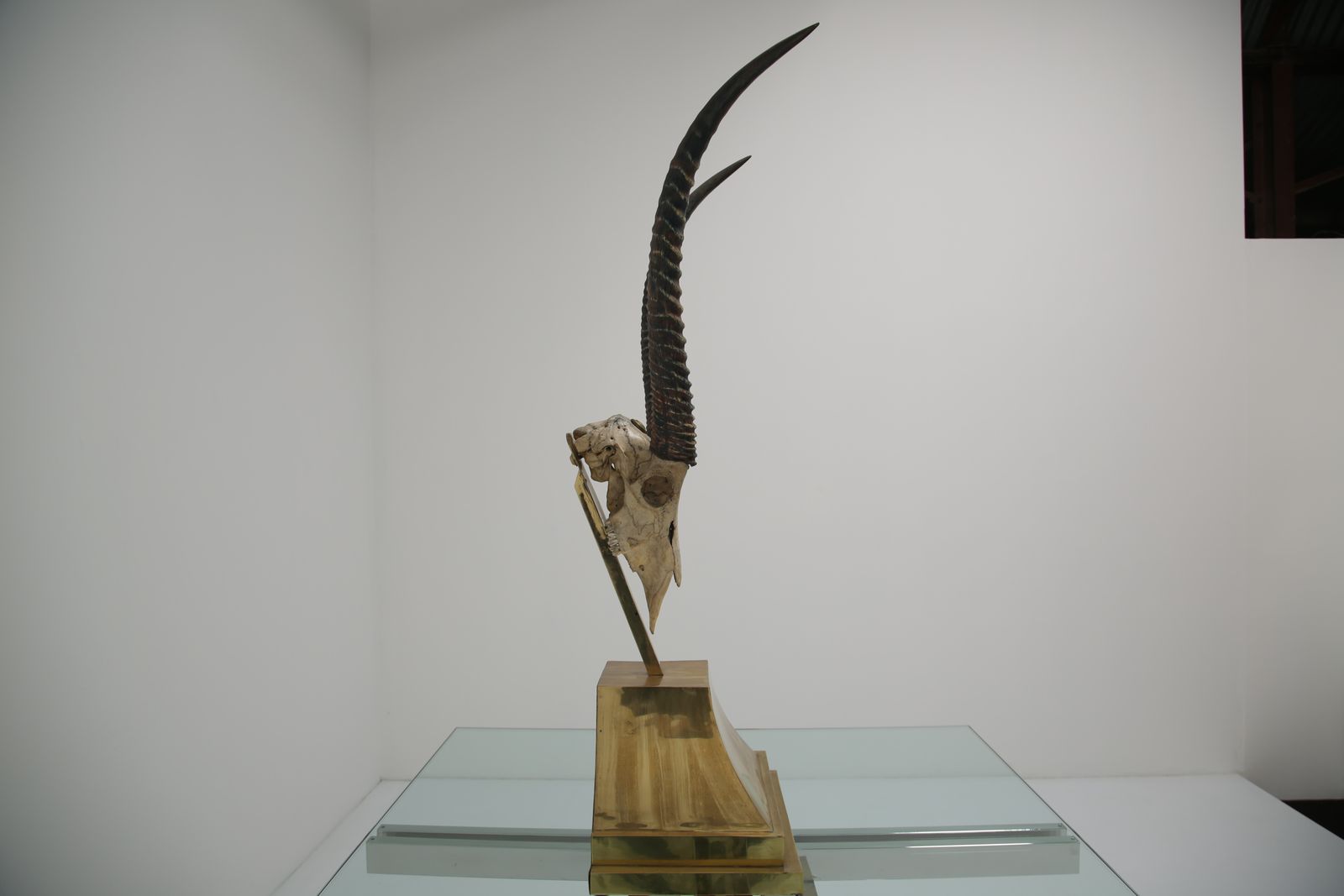 photo vinterior Taxidermy Study Of An African Gazelle With Antlers By Anthony Redmile, London, 1970s.