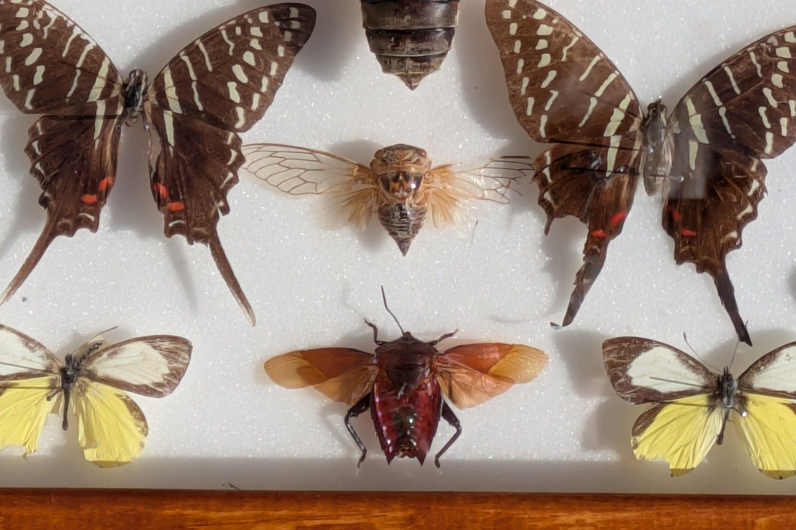 Cased Collection Tropical Butterflies And Insects. No 2 photo furniture