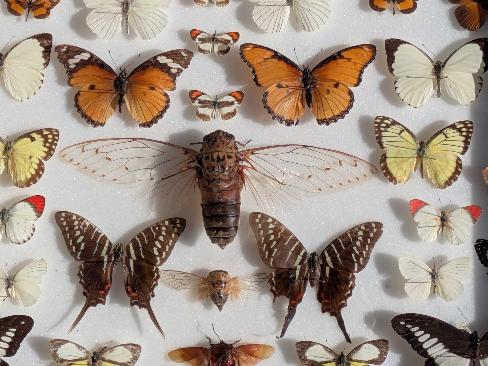 Cased Collection Tropical Butterflies And Insects. No 2 photo Home Decor