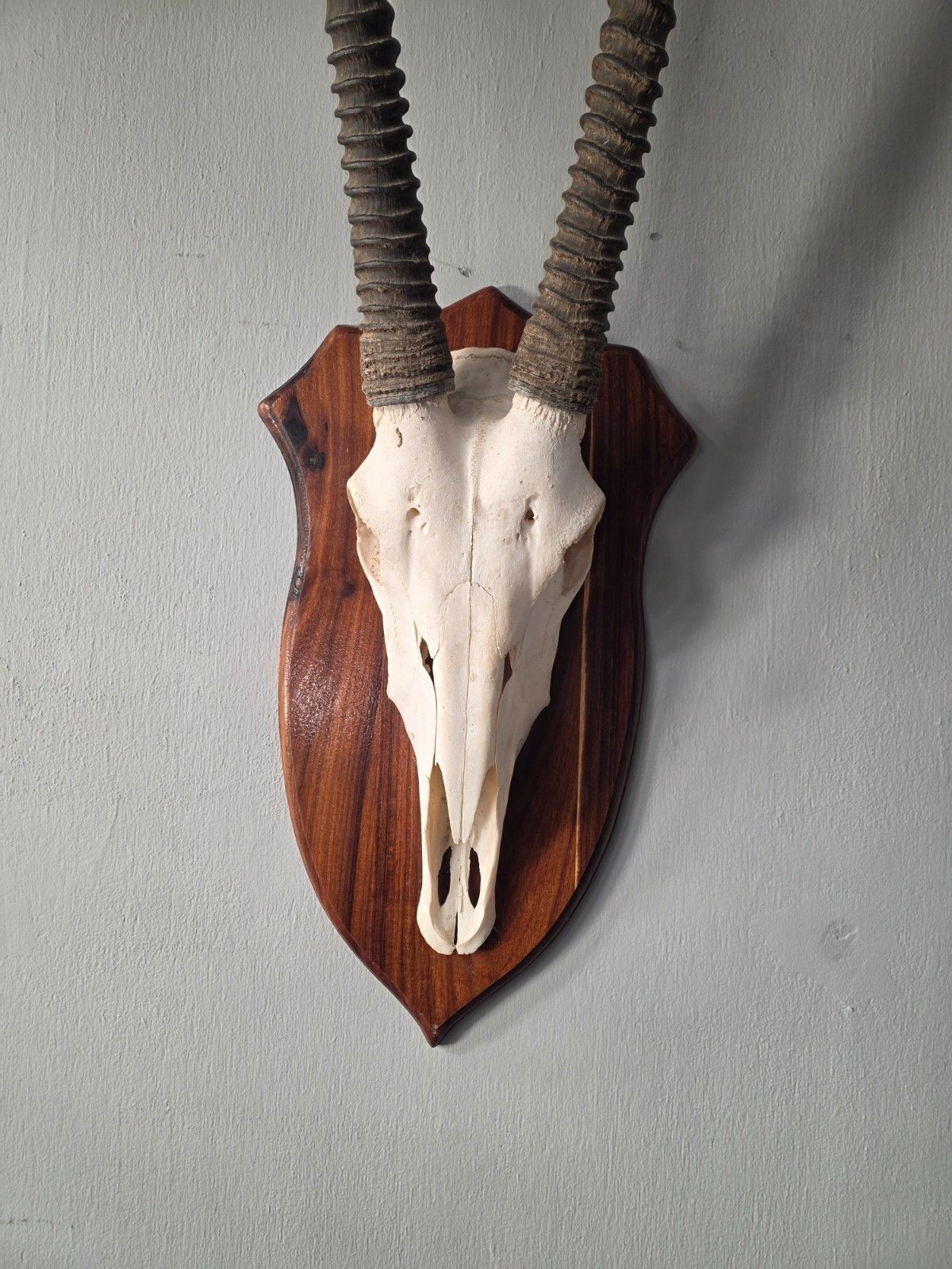 Nambian Oryx Skull And Horns Mounted On A Wood Shield photo Home Decor