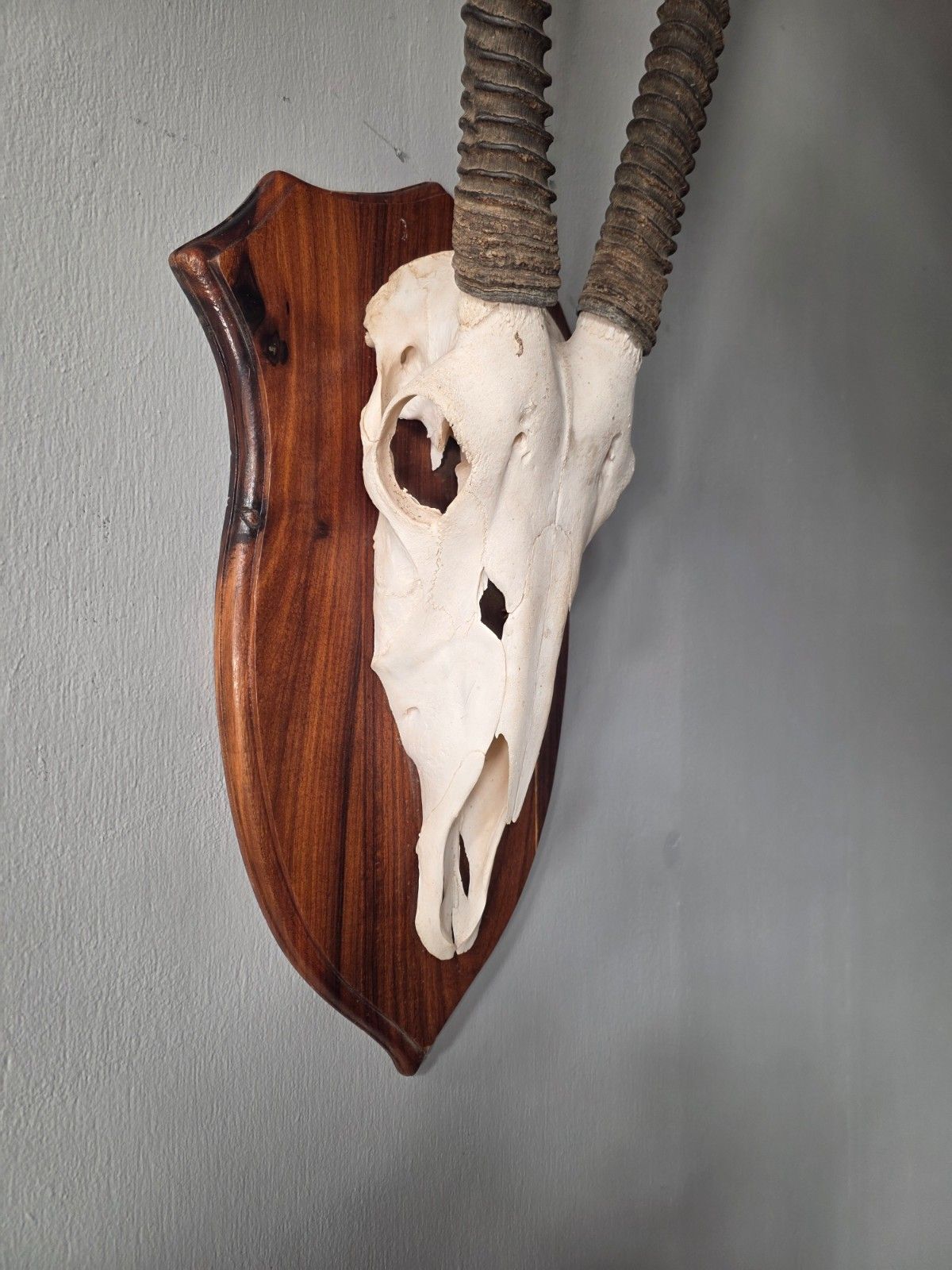 Nambian Oryx Skull And Horns Mounted On A Wood Shield photo 525.0