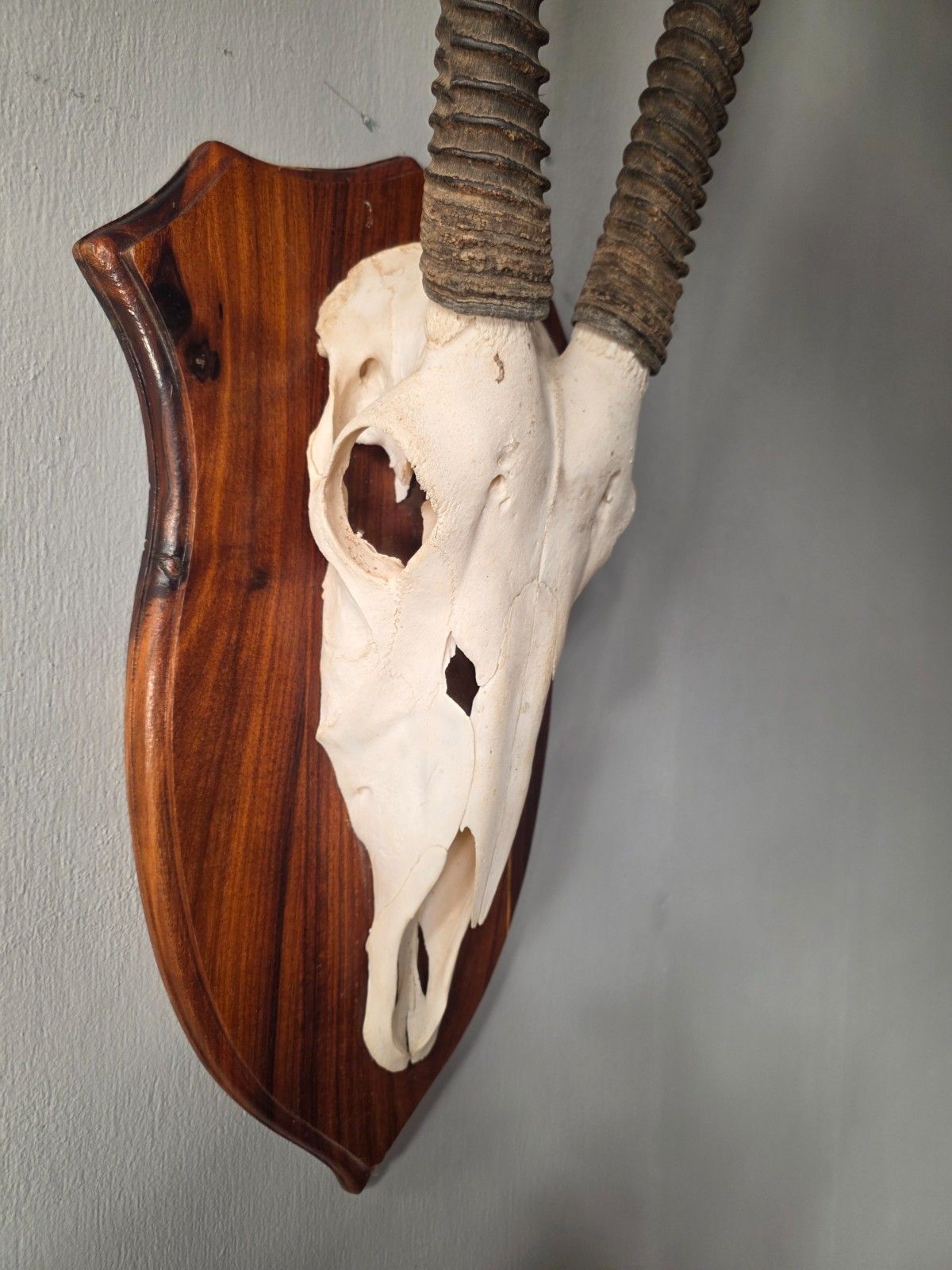 Nambian Oryx Skull And Horns Mounted On A Wood Shield photo vinterior