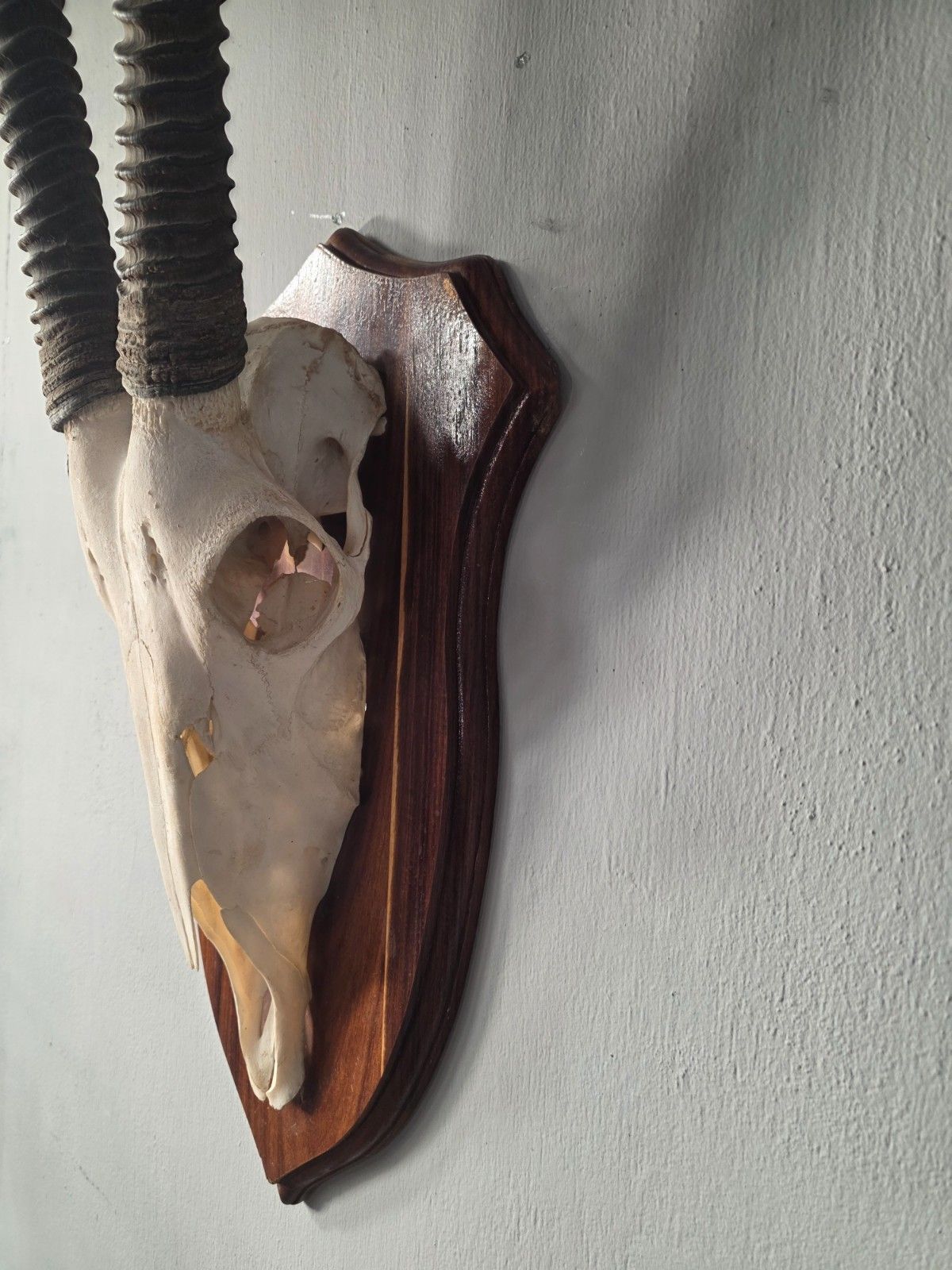 Nambian Oryx Skull And Horns Mounted On A Wood Shield photo buy