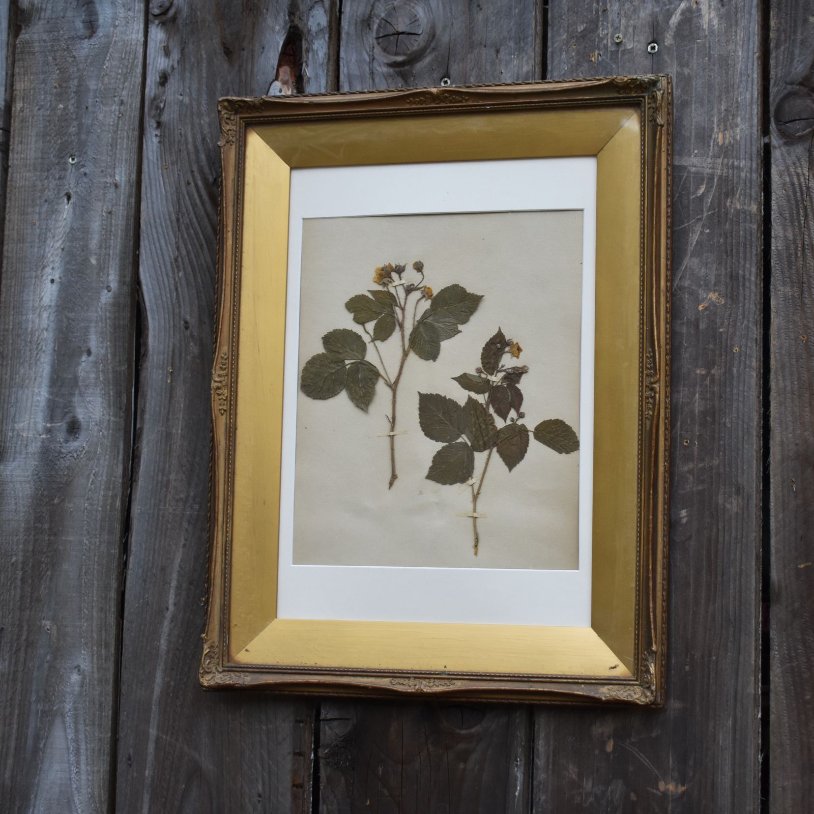 Antique 1885 Hand Collected Herbarium Botanical Specimen Gilt Frame Picture Art photo furniture