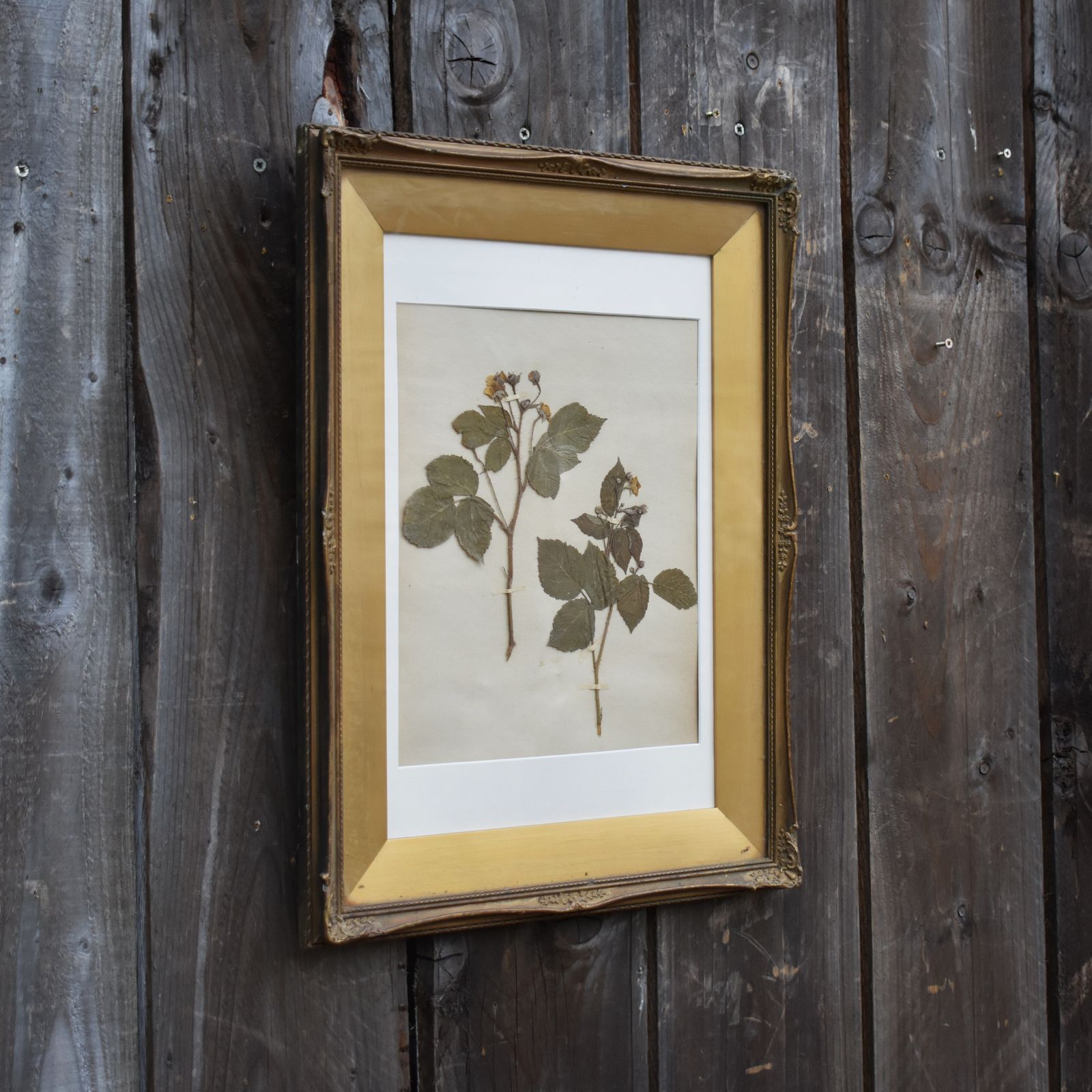 Antique 1885 Hand Collected Herbarium Botanical Specimen Gilt Frame Picture Art photo Home Decor