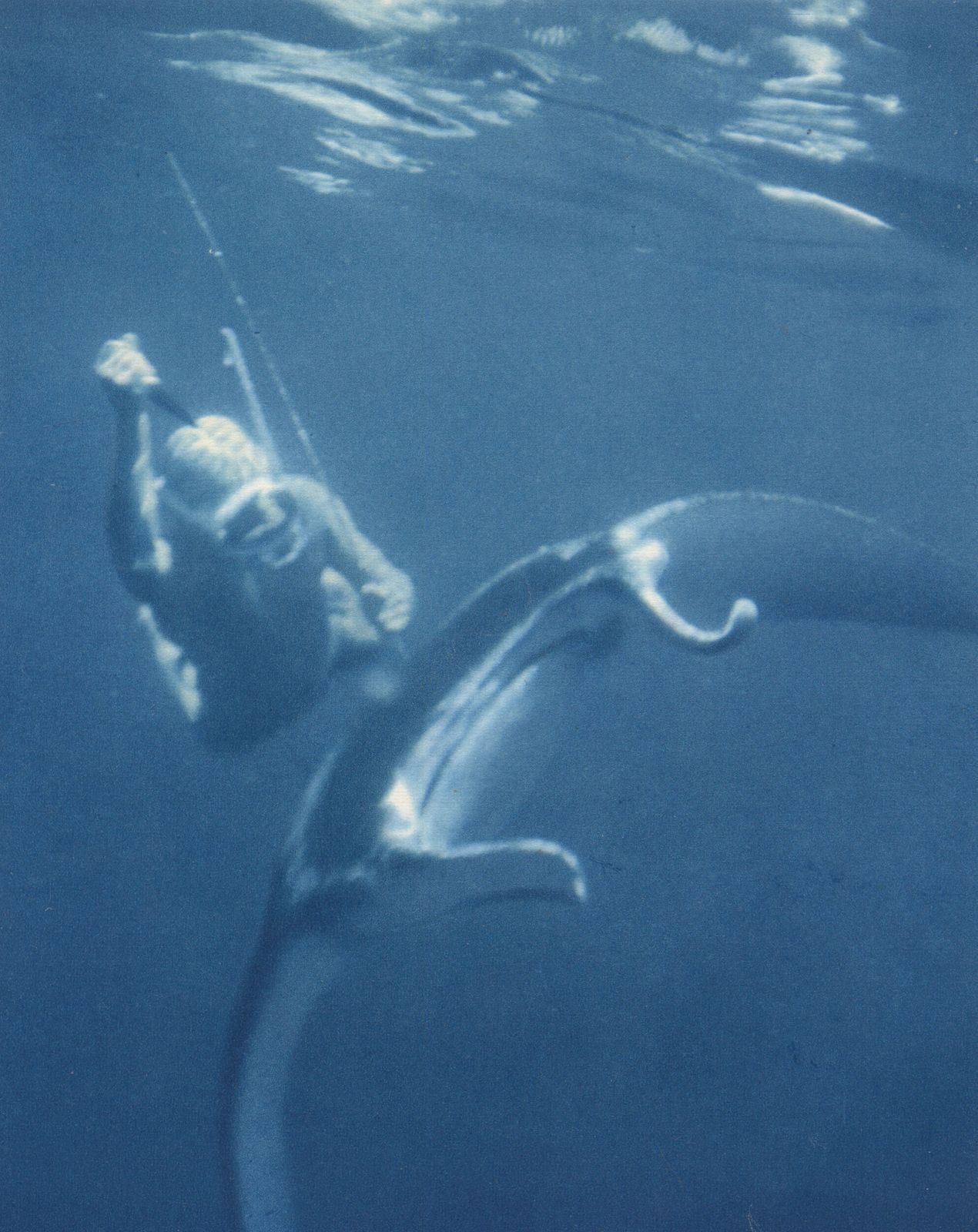 “Killing A Manta Ray”, 1955 French Heliochrome Print On Paper photo furniture