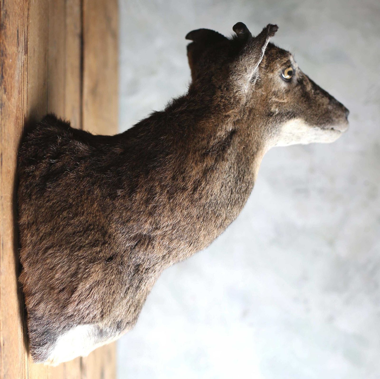 photo for sale Large Adult Mouflon Head Female Wild Sheep Stuffed Vintage Taxidermy Mount Curiosity
