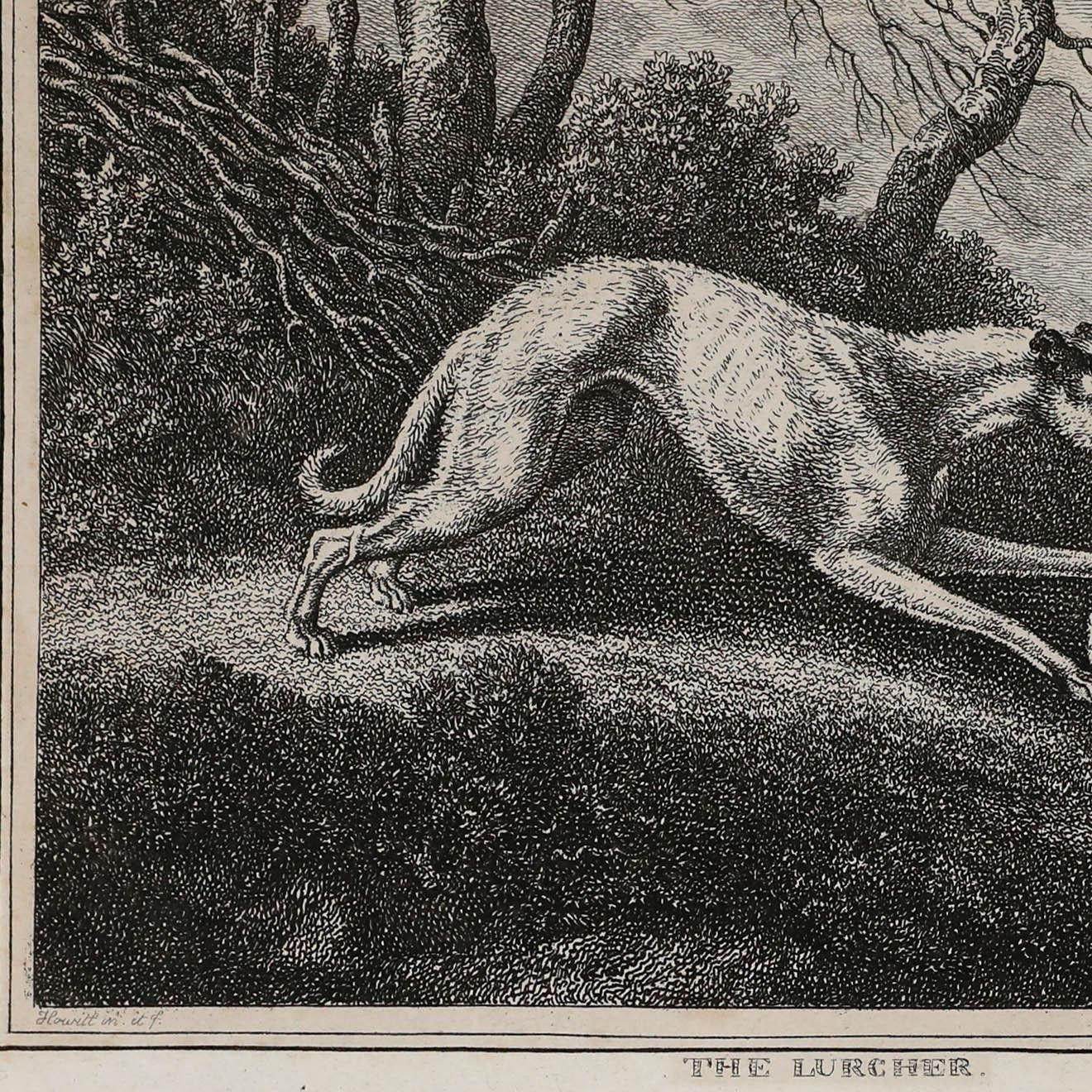 William Samuel Howitt (C.1765 1822) 19th Century Engraving, The Lurcher photo Art