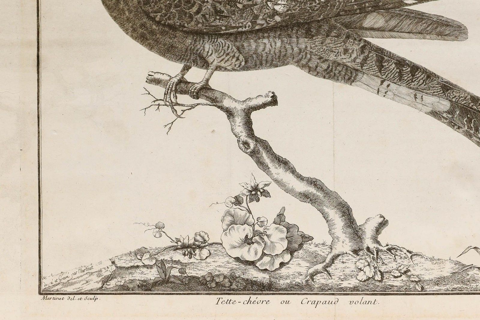 Francois Nicolas Martinet (1731 1804) 19th Century Engraving, Nightjar photo for sale