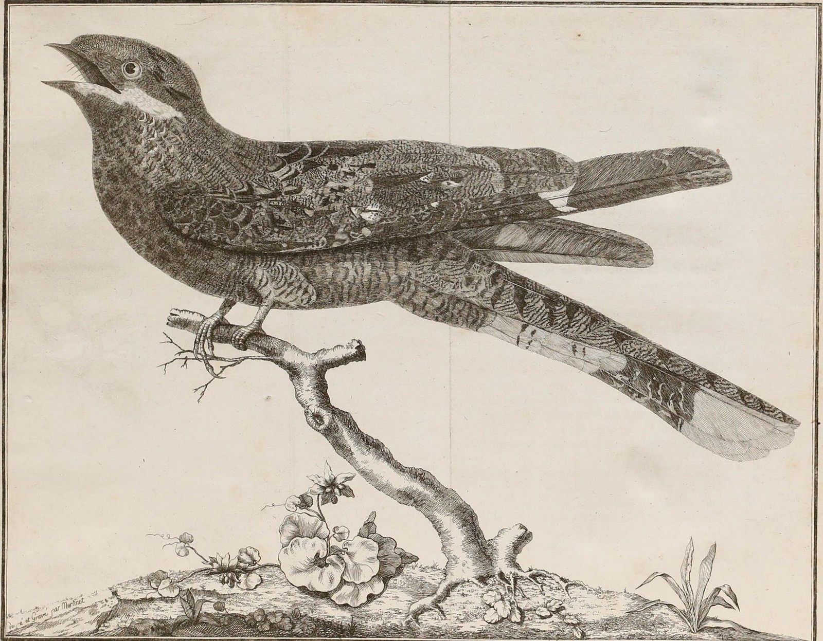 Francois Nicolas Martinet (1731 1804) 19th Century Engraving, Nightjar photo Art