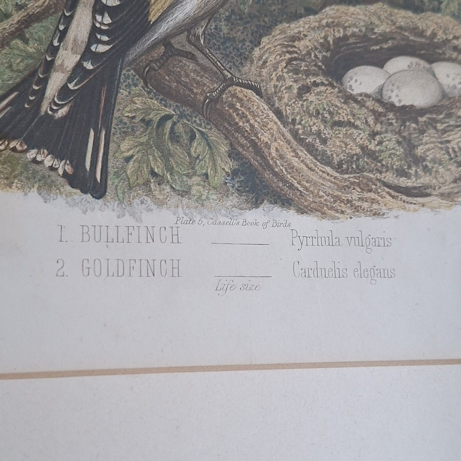 Original Coloured Lithograph Plates Cassells Book Of Birds Framed Trio Antique photo 65.0