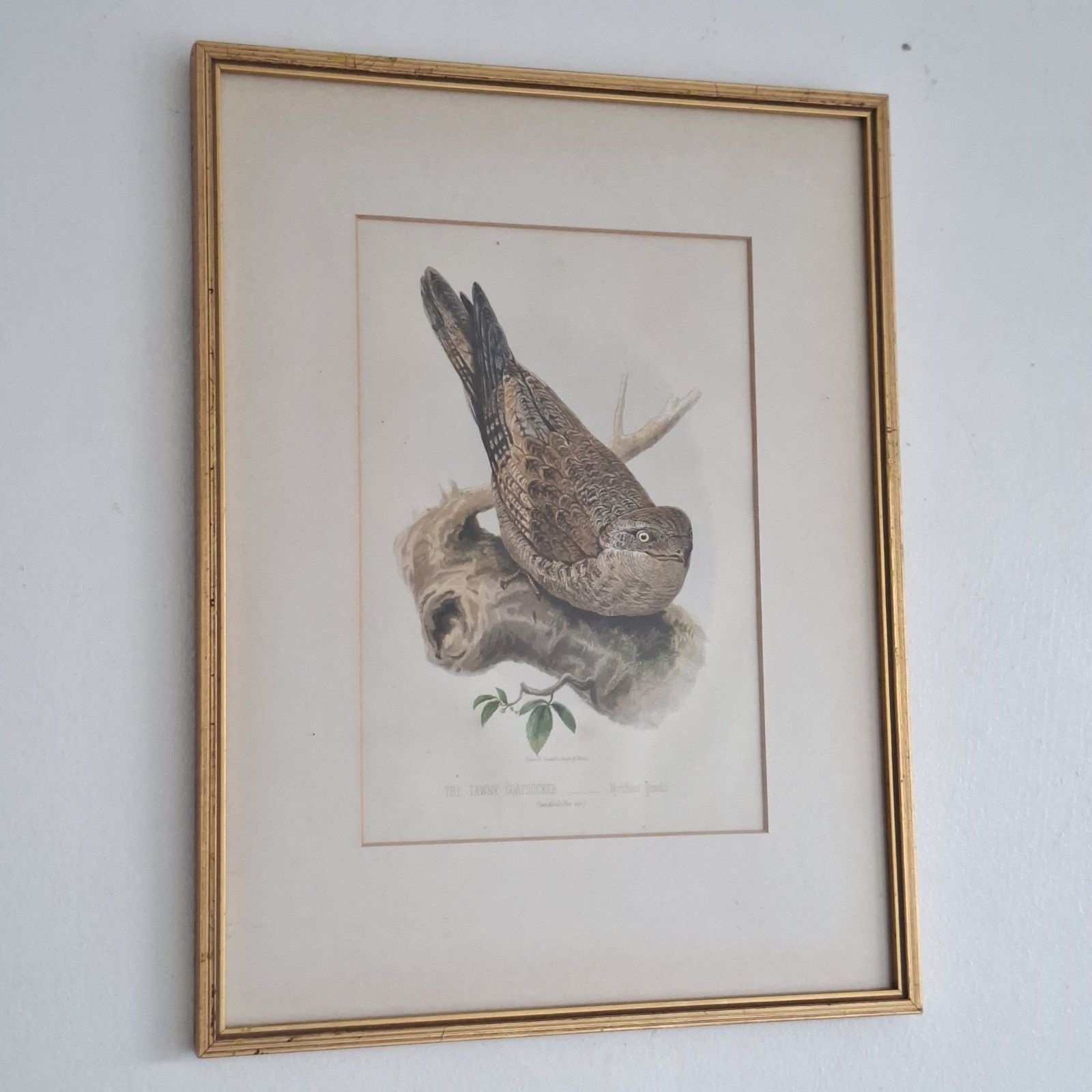 65.0 Original Coloured Lithograph Plates Cassells Book Of Birds Framed Trio Antique photo