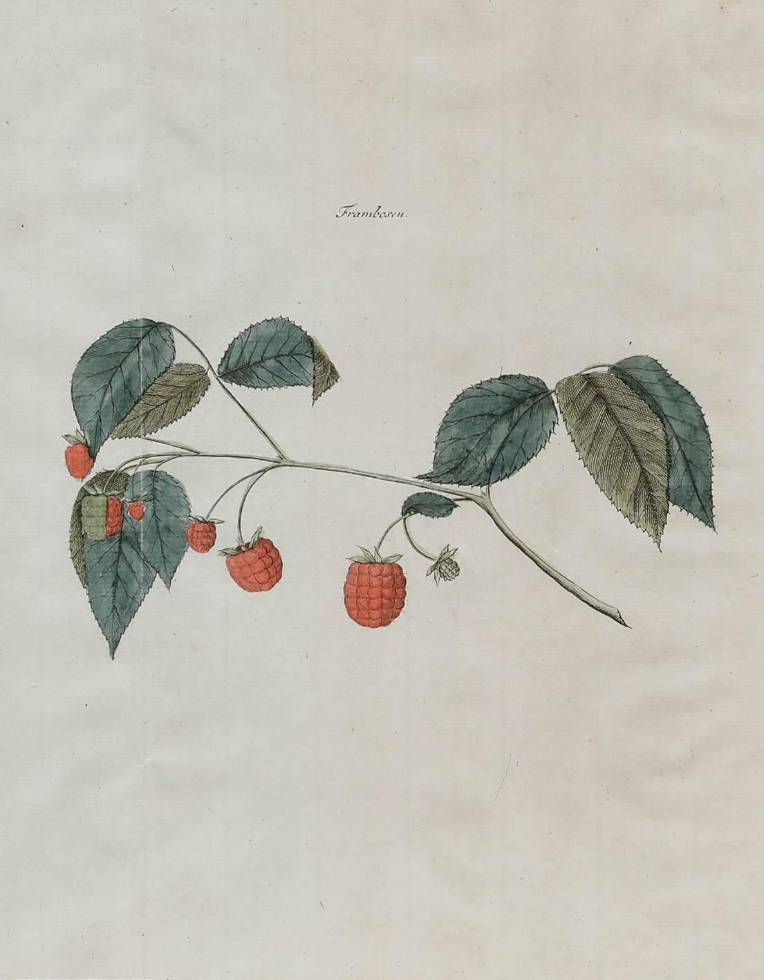 After Johann Hermann Knoop (1700 1769) 19th Century Engraving, Raspberries photo furniture